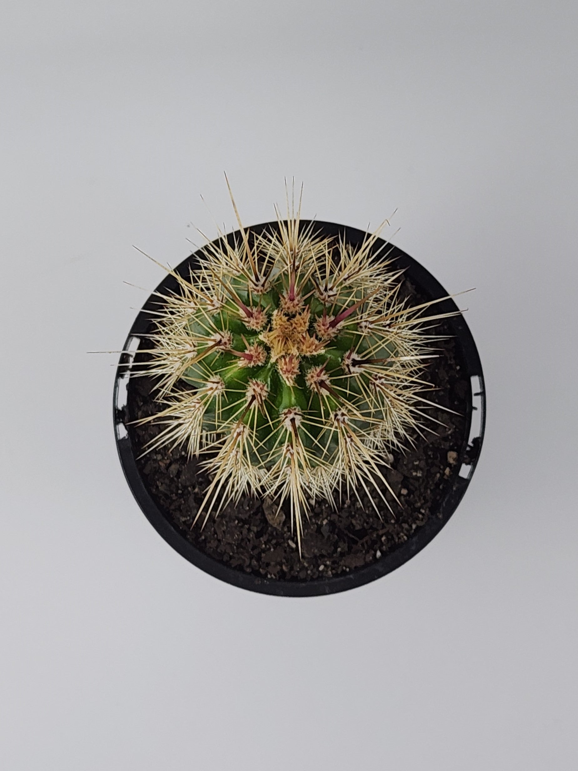 PACHYCEREUS PRINGLEI