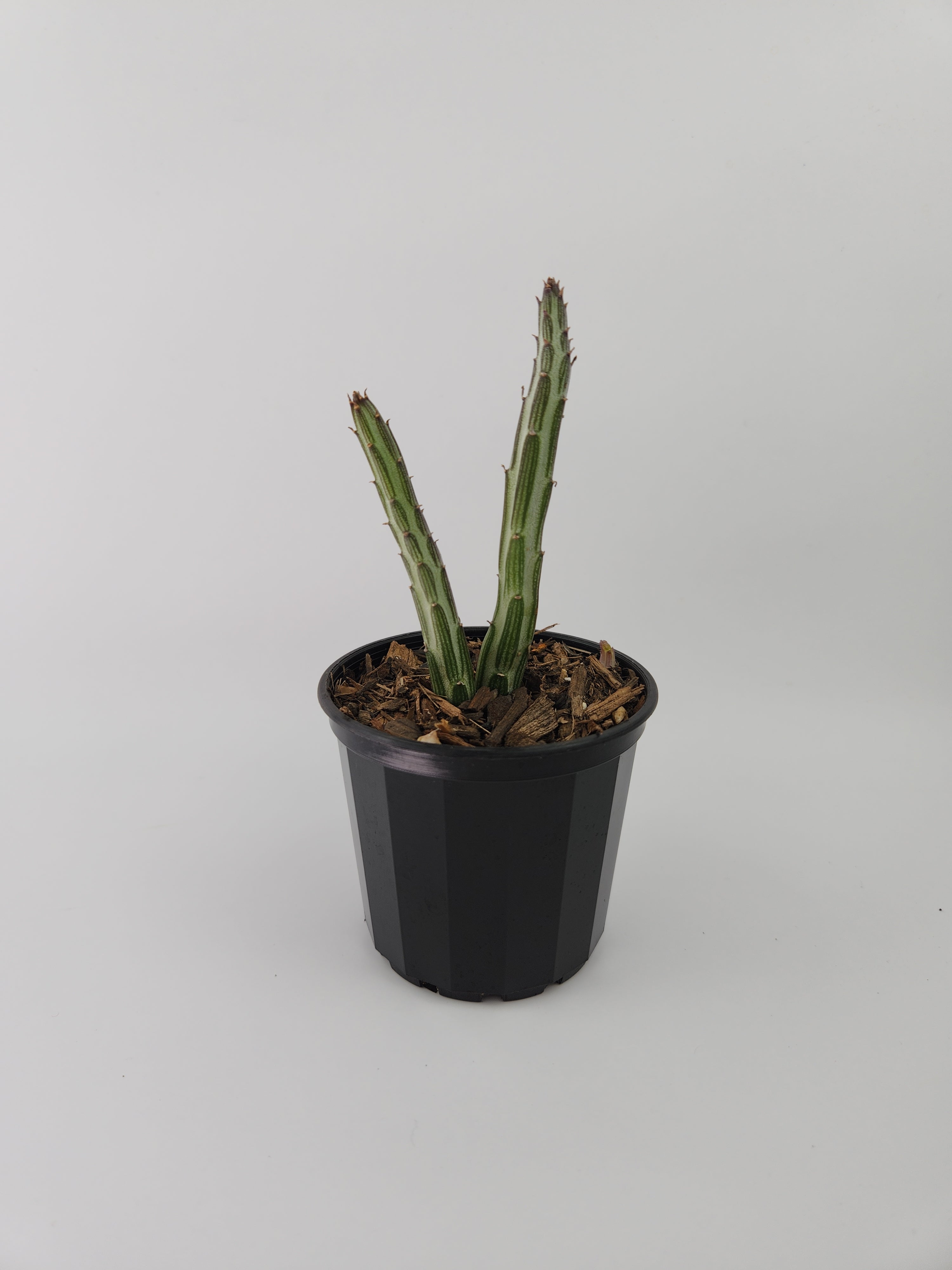 SENECIO STAPELIIFORMIS