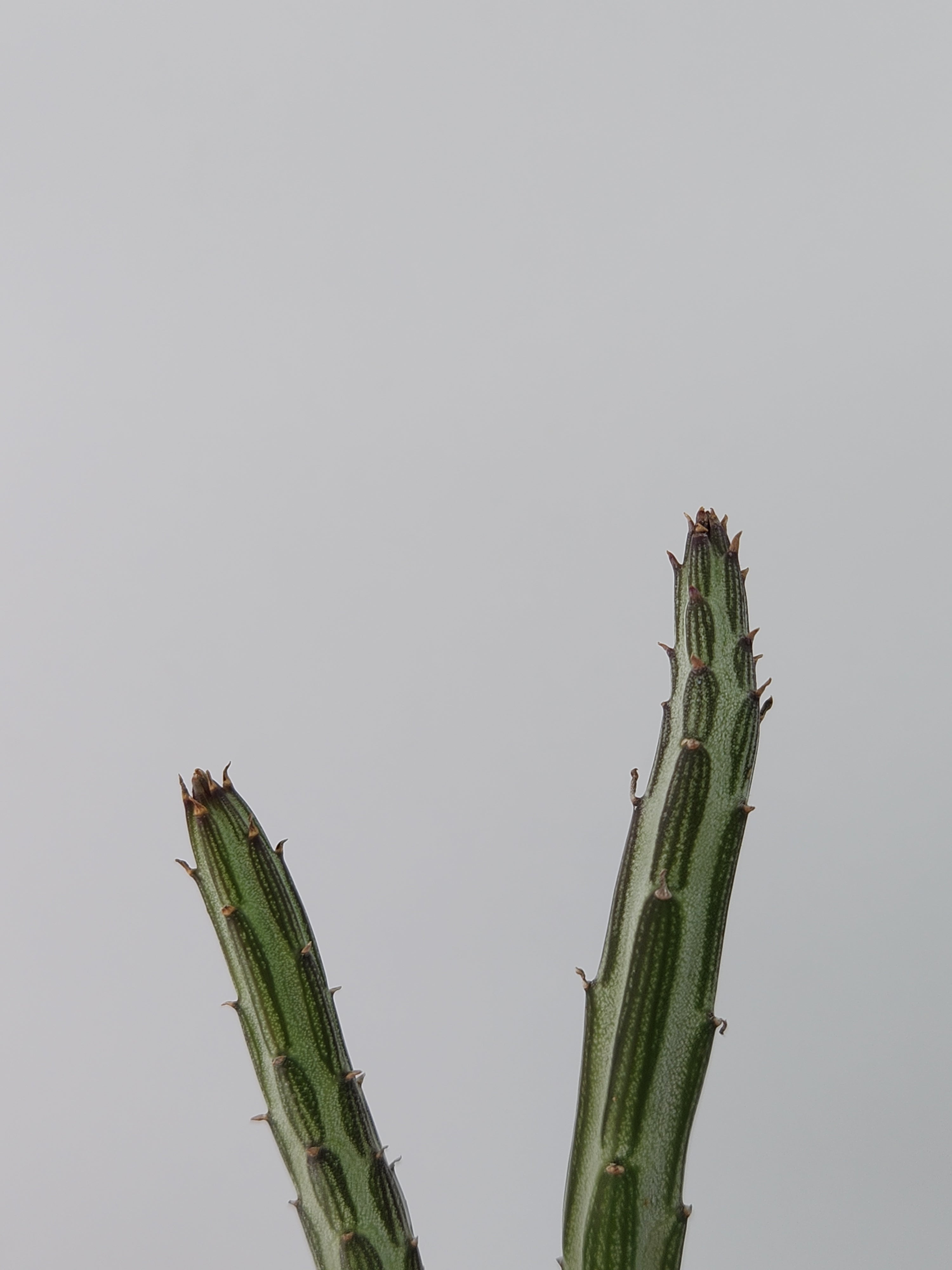 SENECIO STAPELIIFORMIS