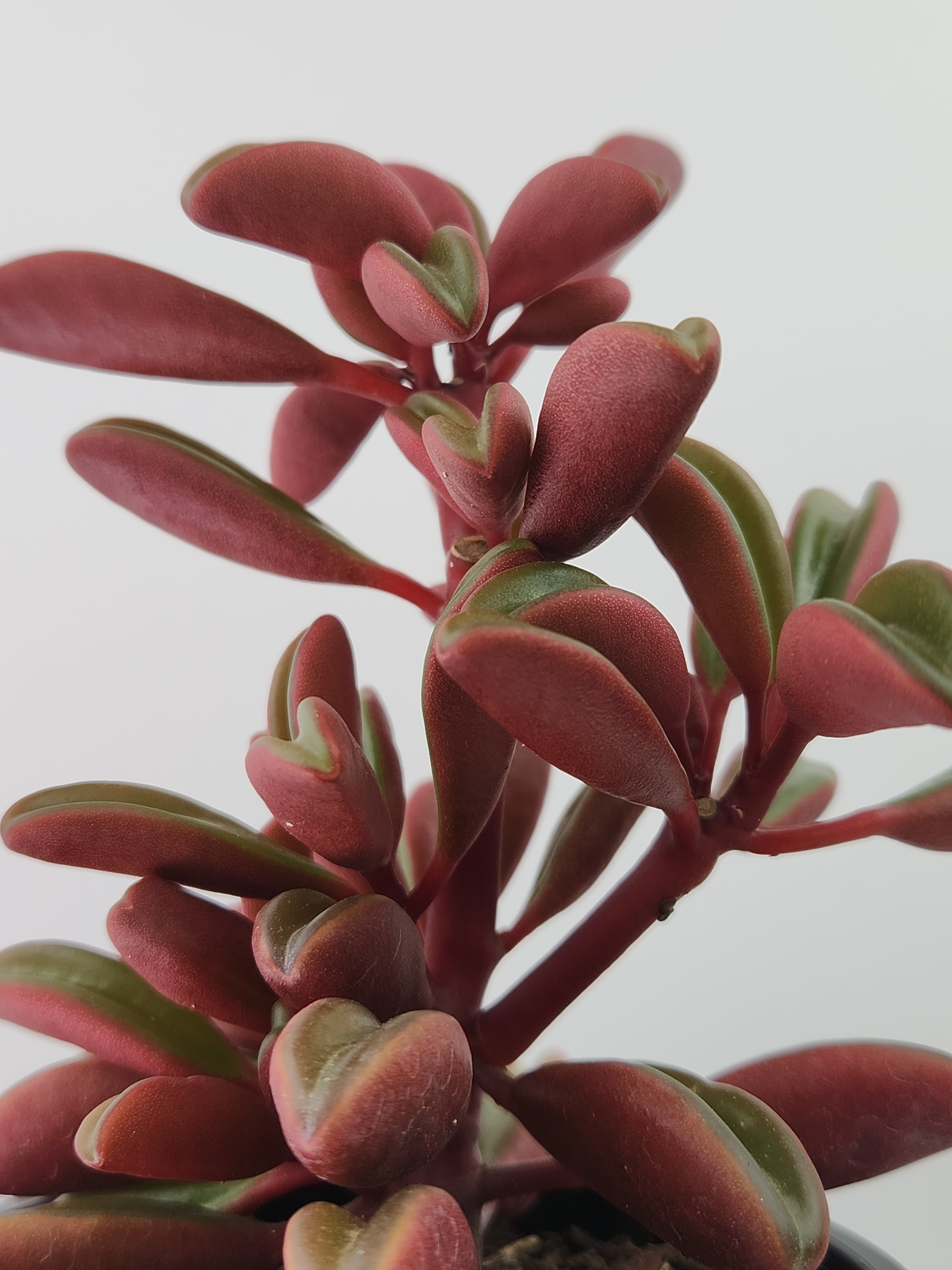 PEPEROMIA GRAVEOLENS