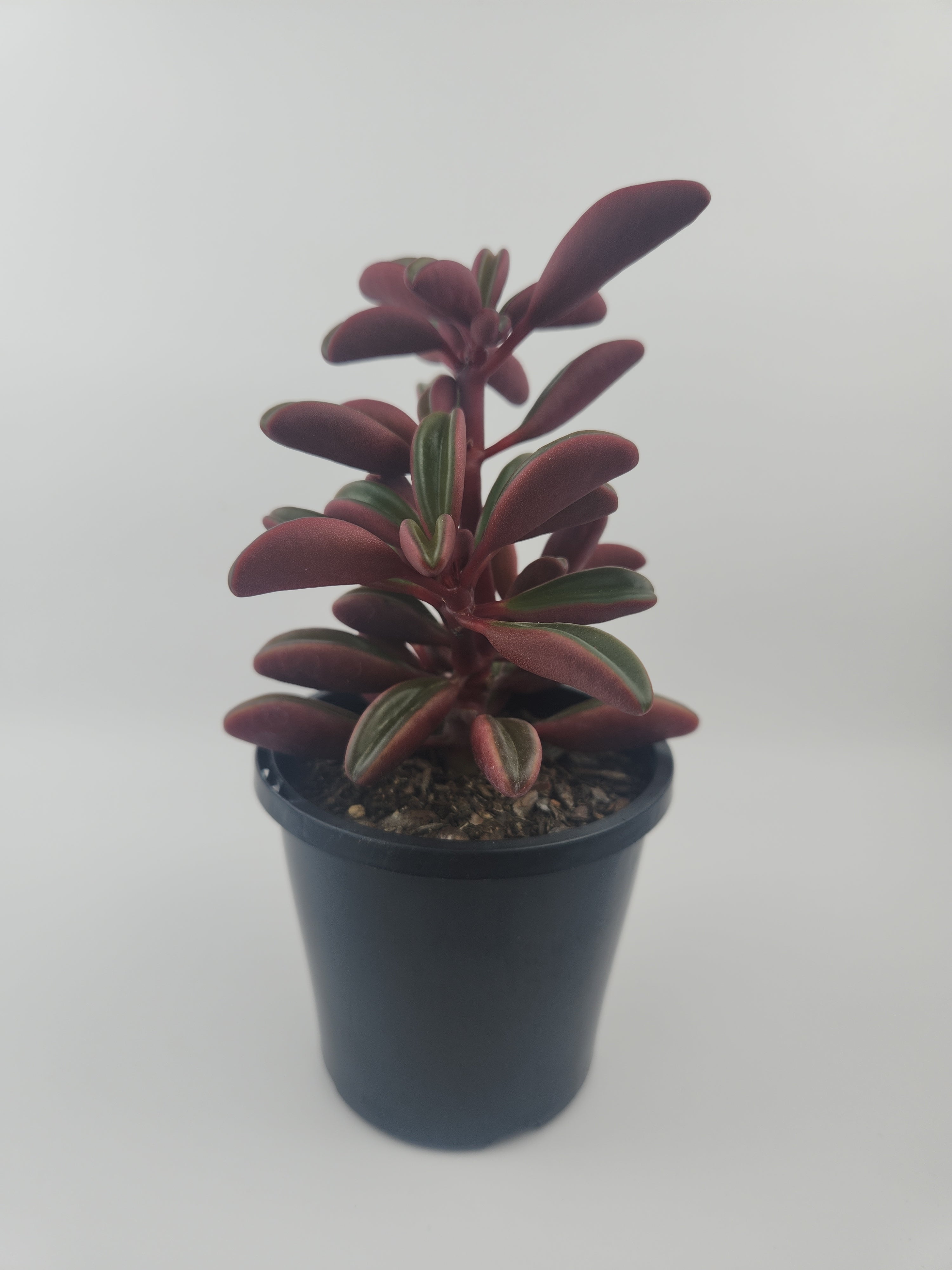 PEPEROMIA GRAVEOLENS