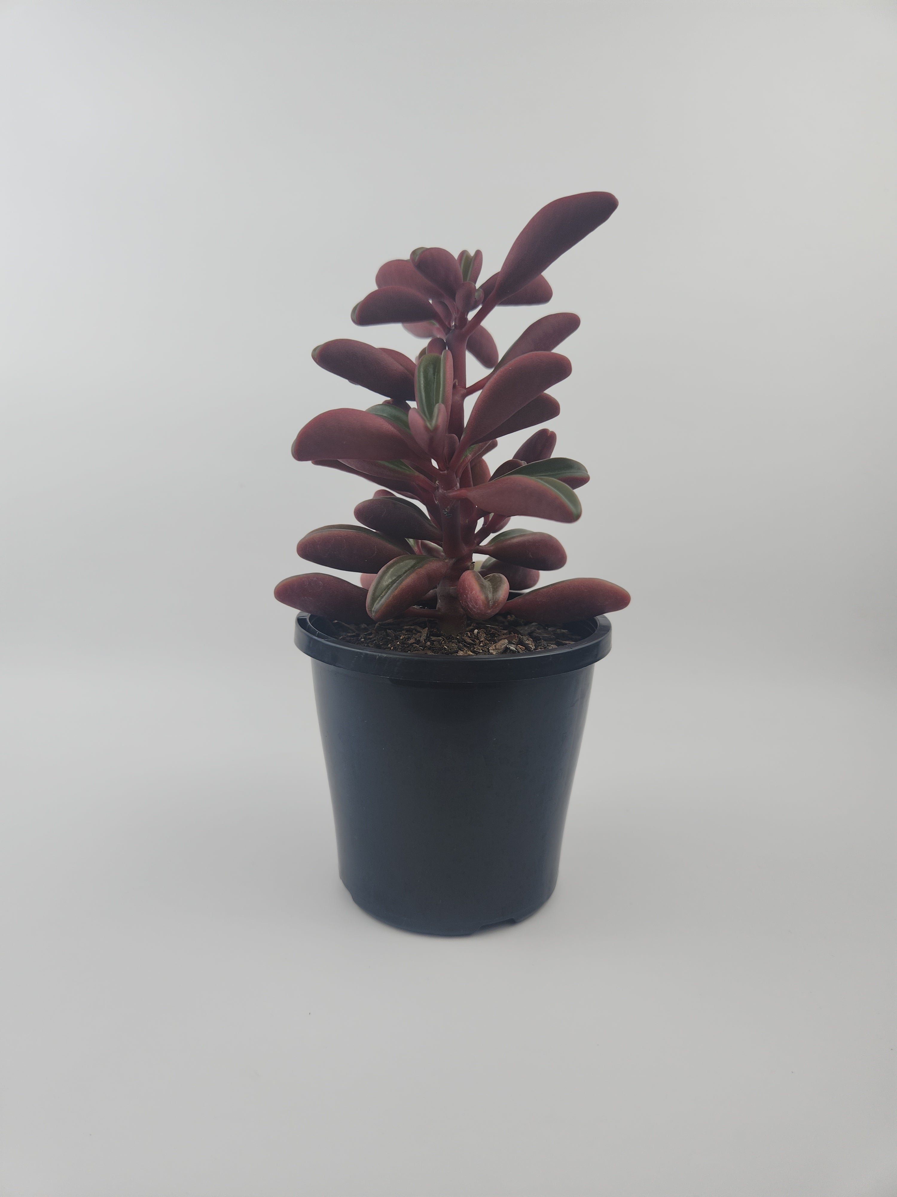 PEPEROMIA GRAVEOLENS