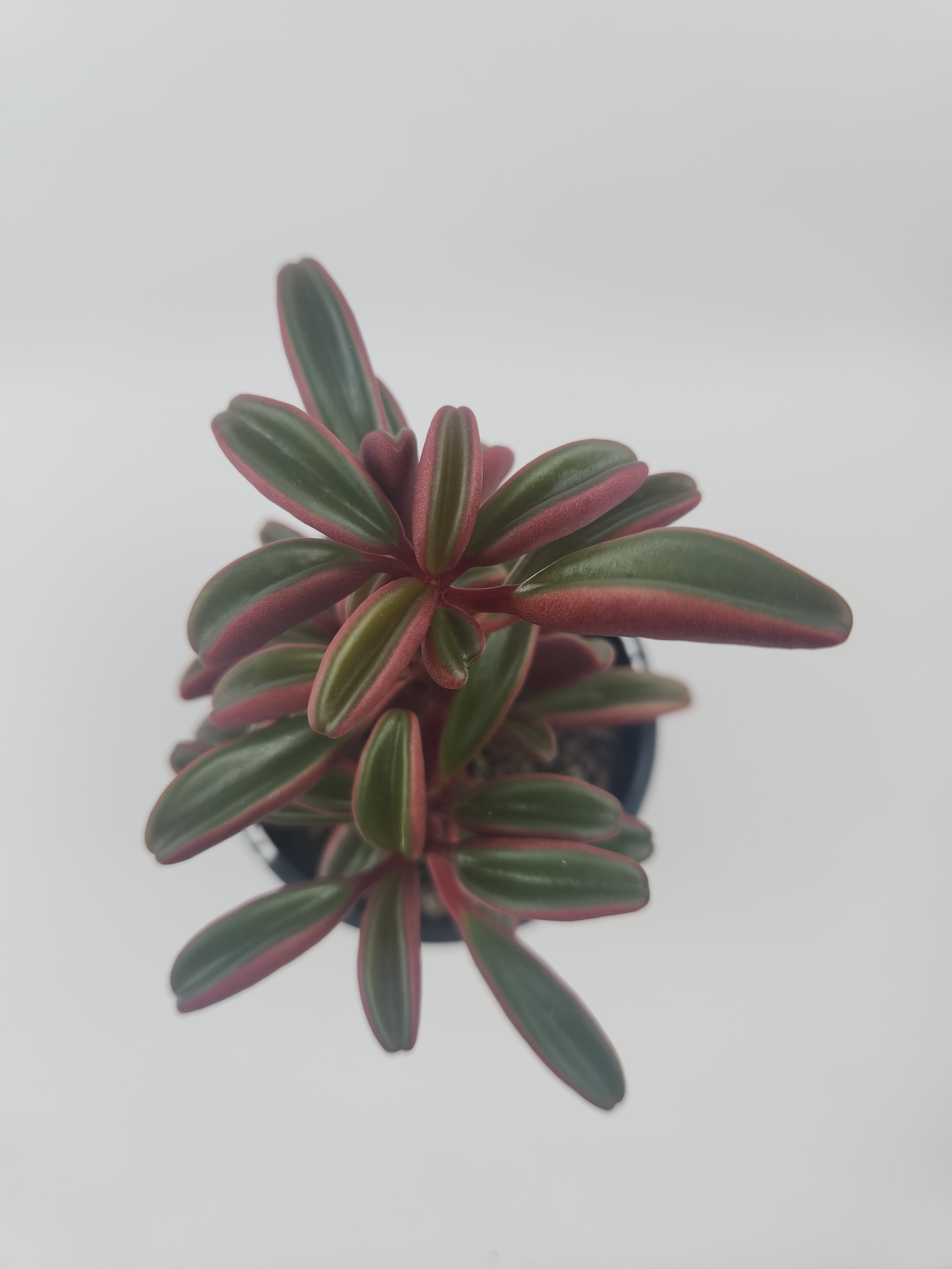 PEPEROMIA GRAVEOLENS