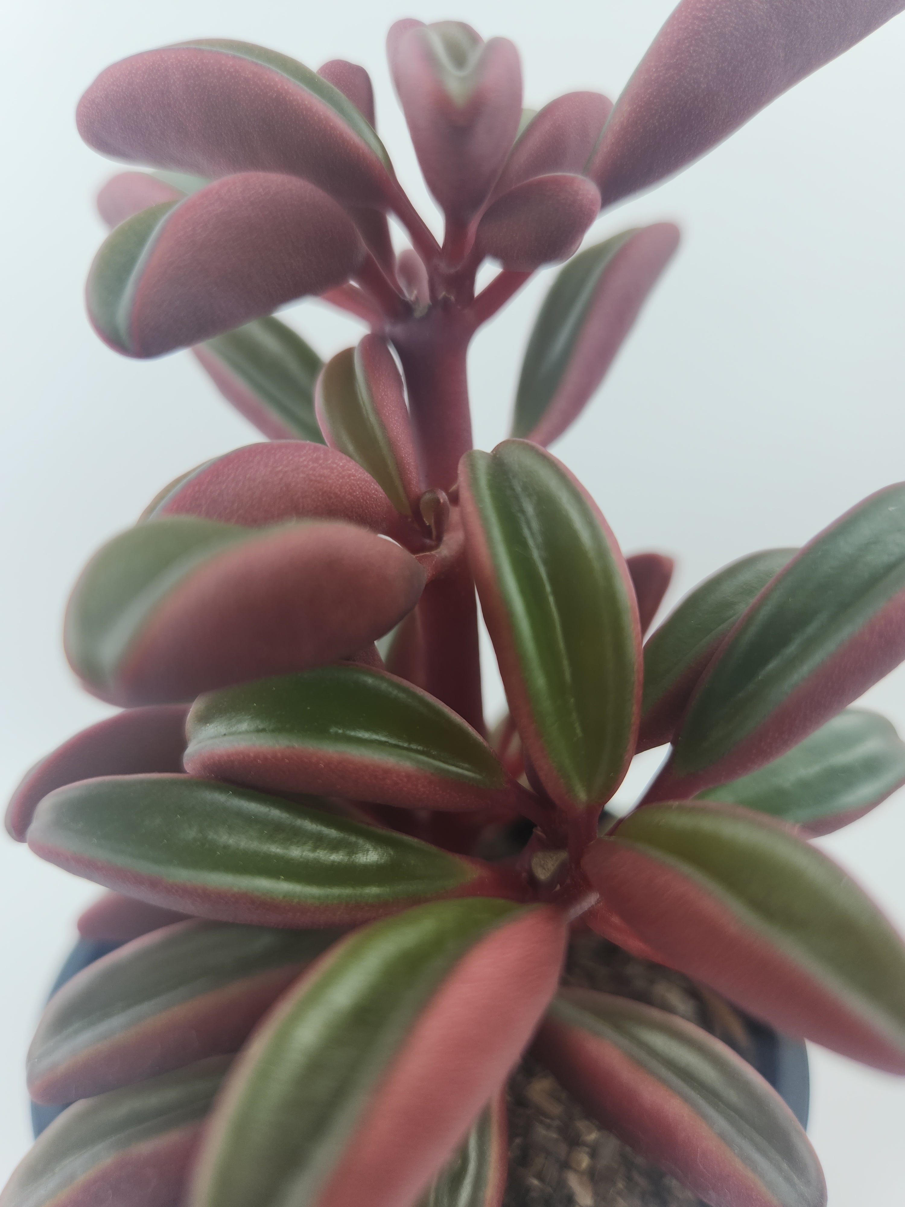PEPEROMIA GRAVEOLENS