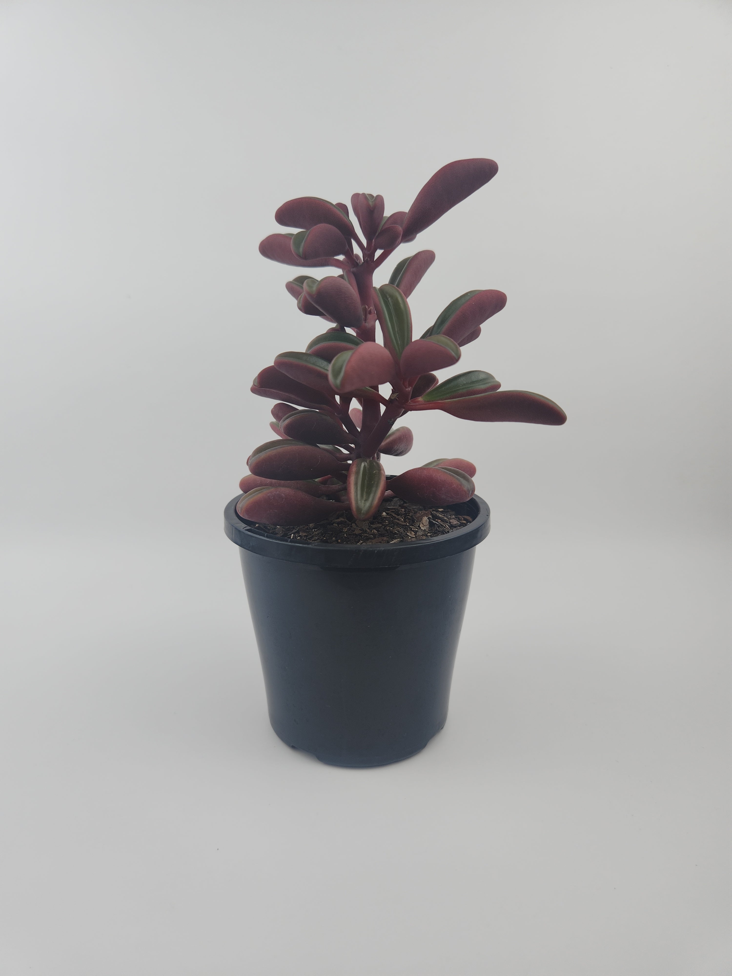 PEPEROMIA GRAVEOLENS