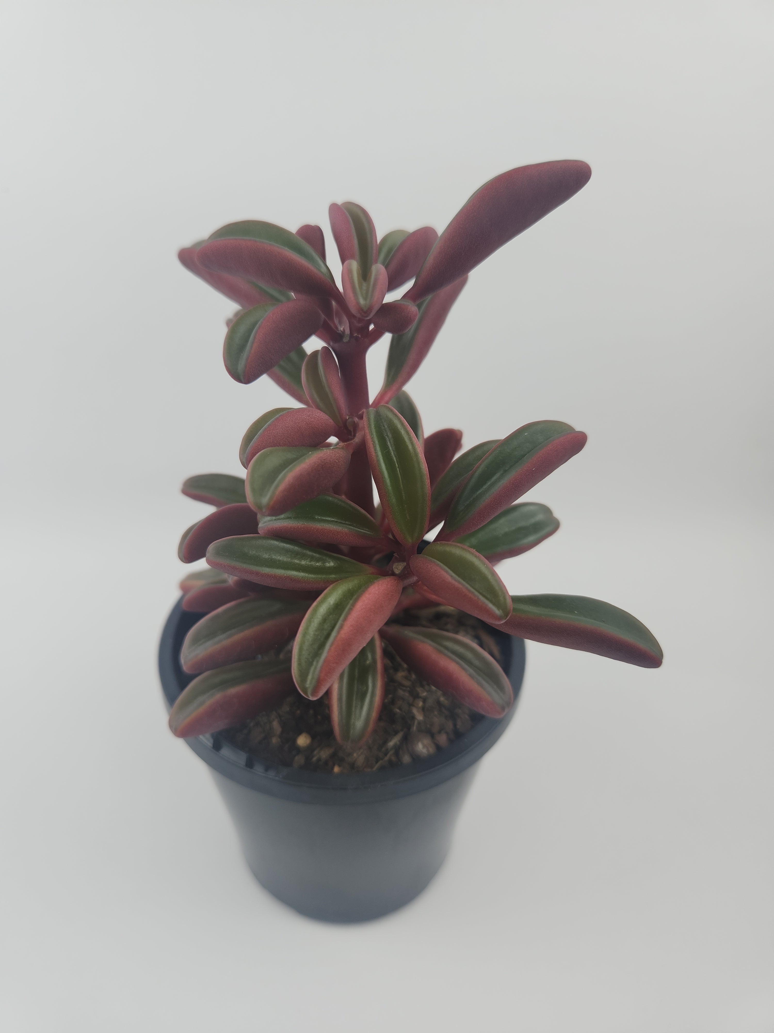 PEPEROMIA GRAVEOLENS