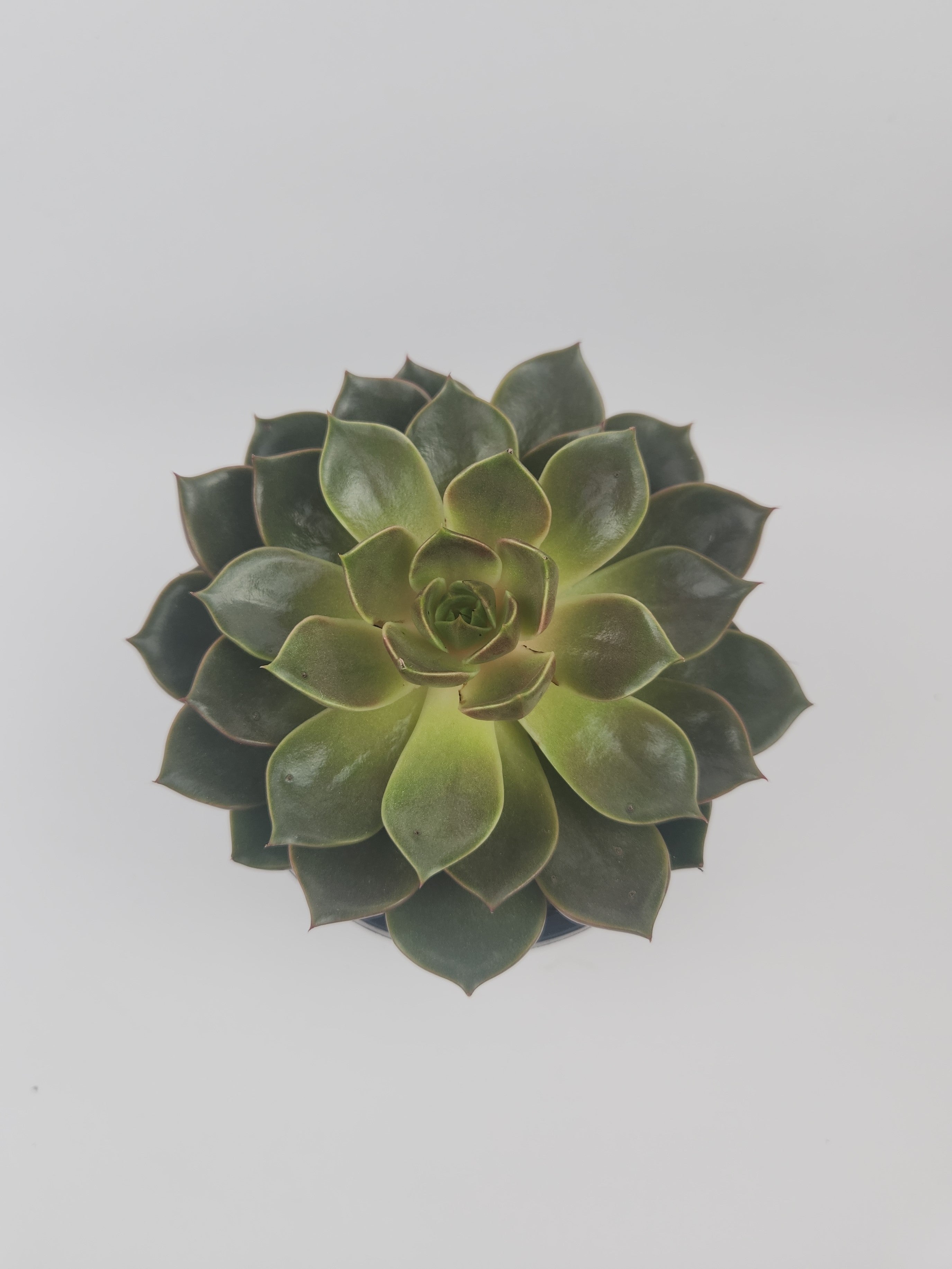 ECHEVERIA AGAVOIDES CHURRO