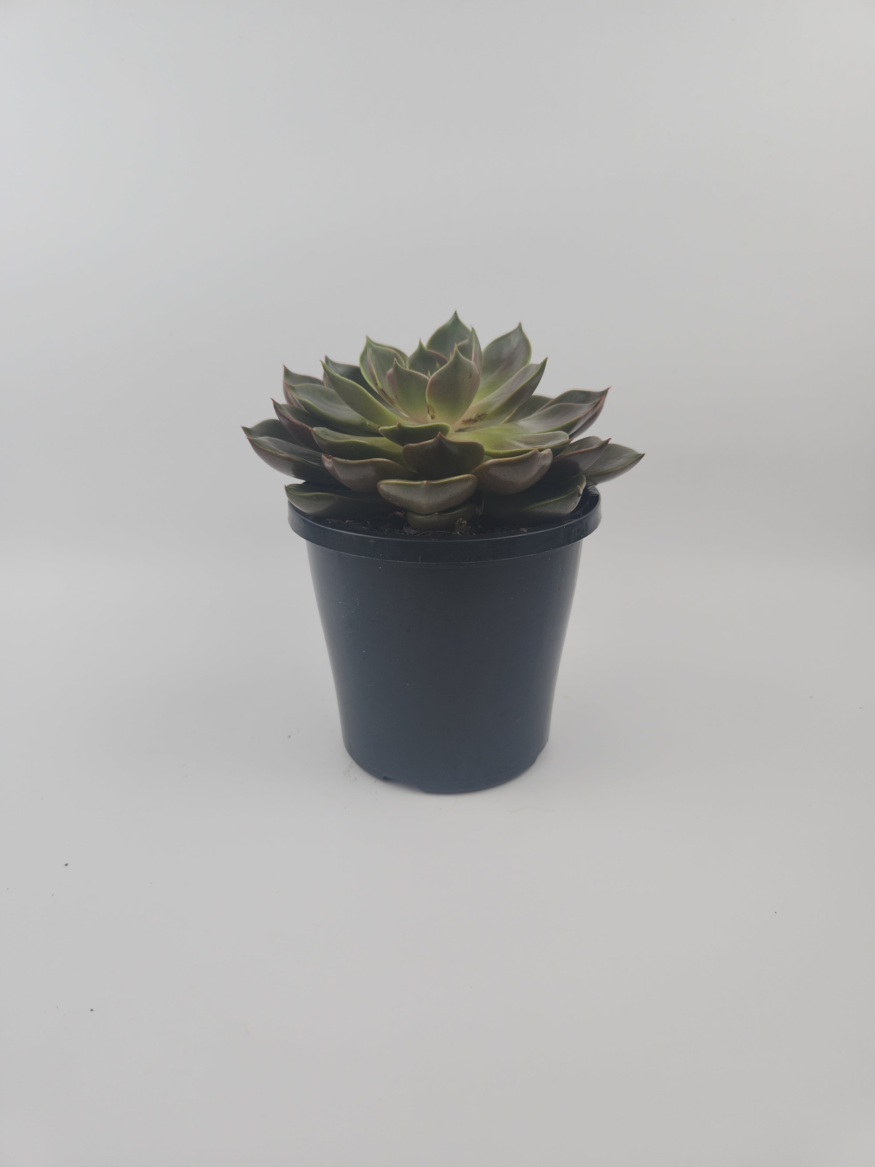 ECHEVERIA AGAVOIDES CHURRO