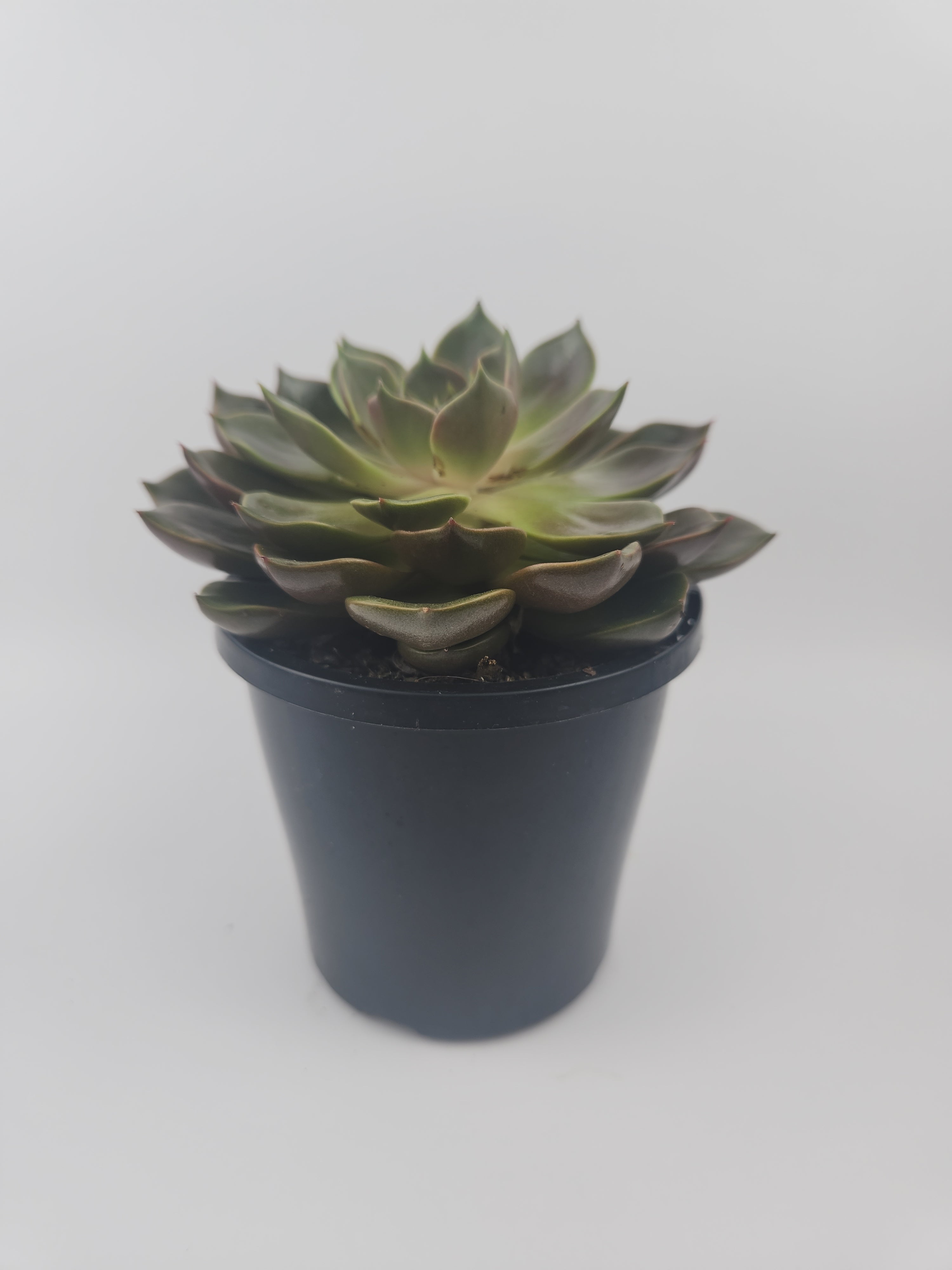 ECHEVERIA AGAVOIDES CHURRO