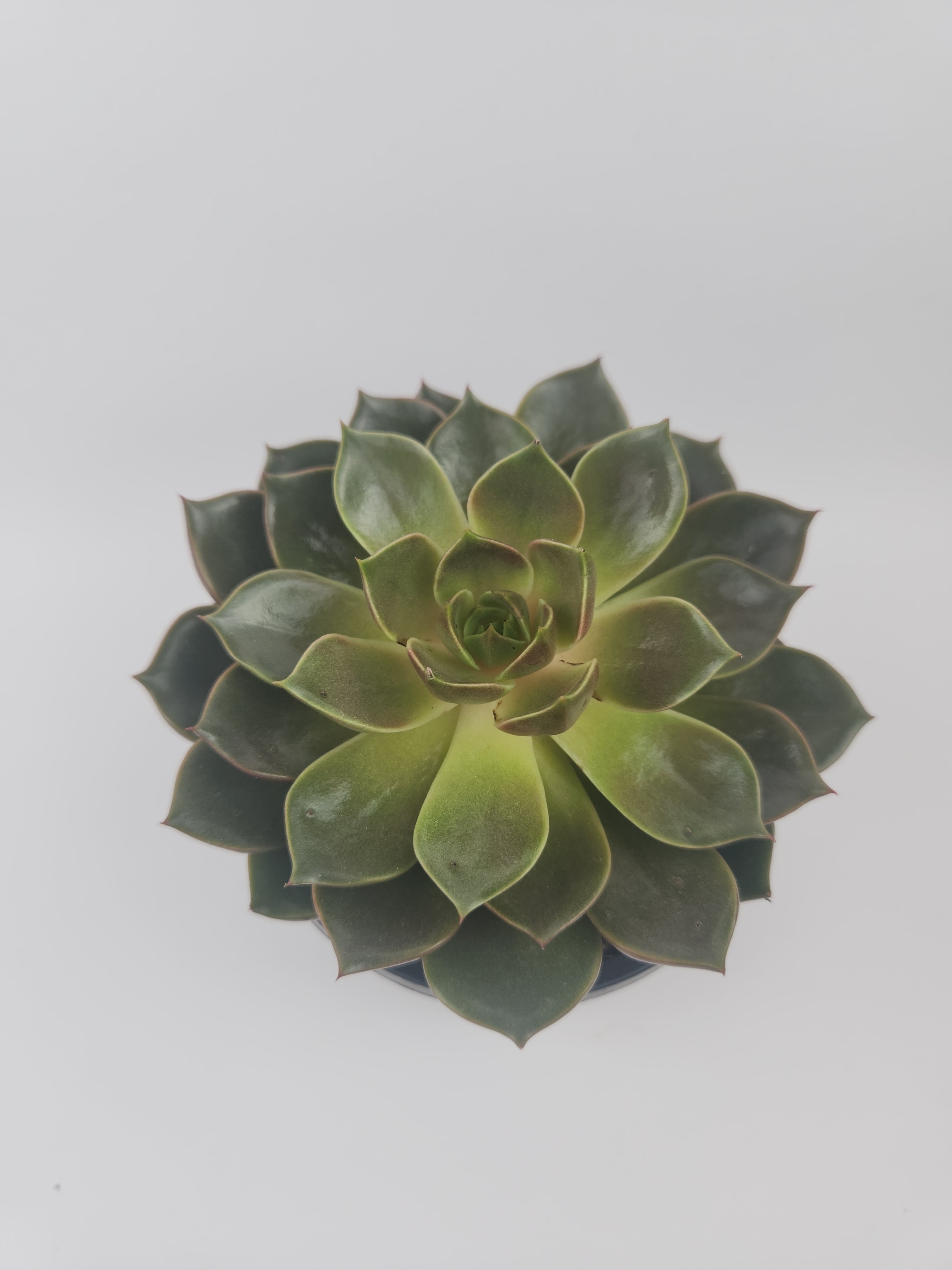 ECHEVERIA AGAVOIDES CHURRO