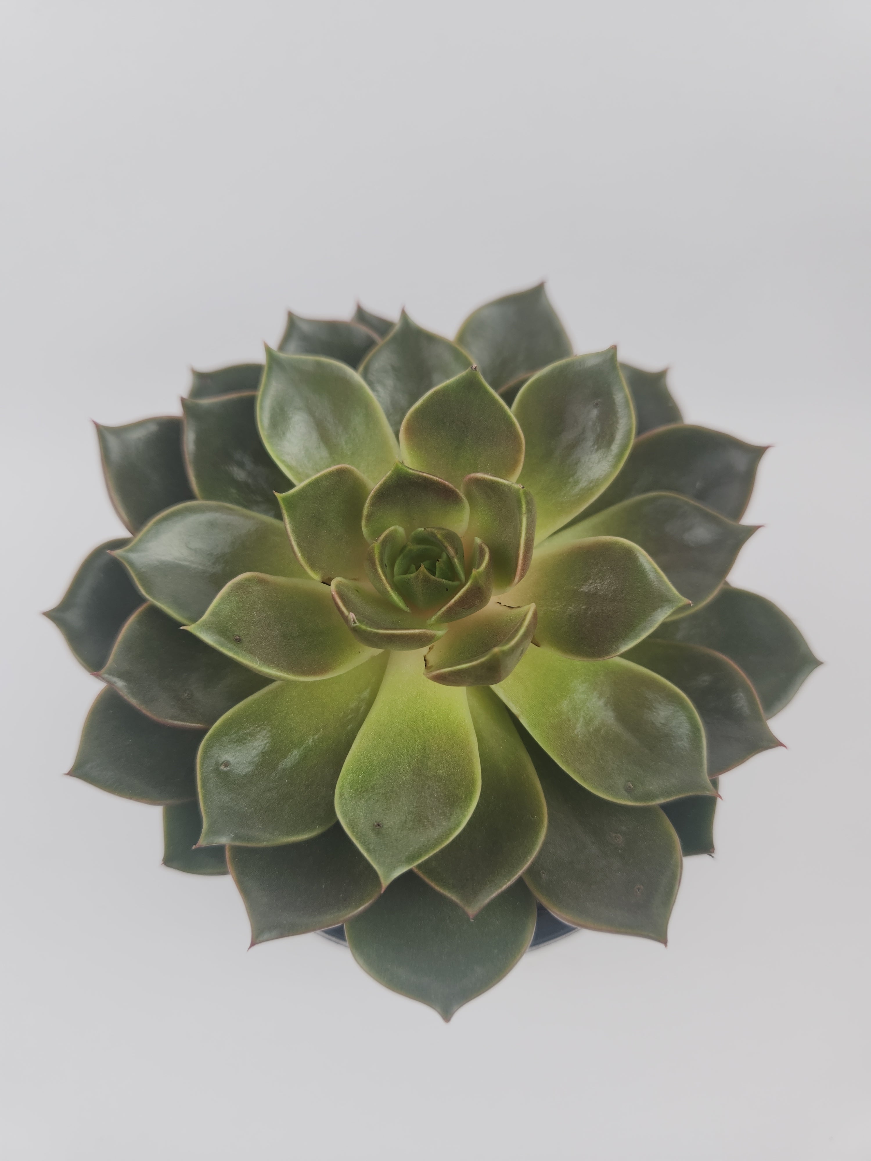ECHEVERIA AGAVOIDES CHURRO