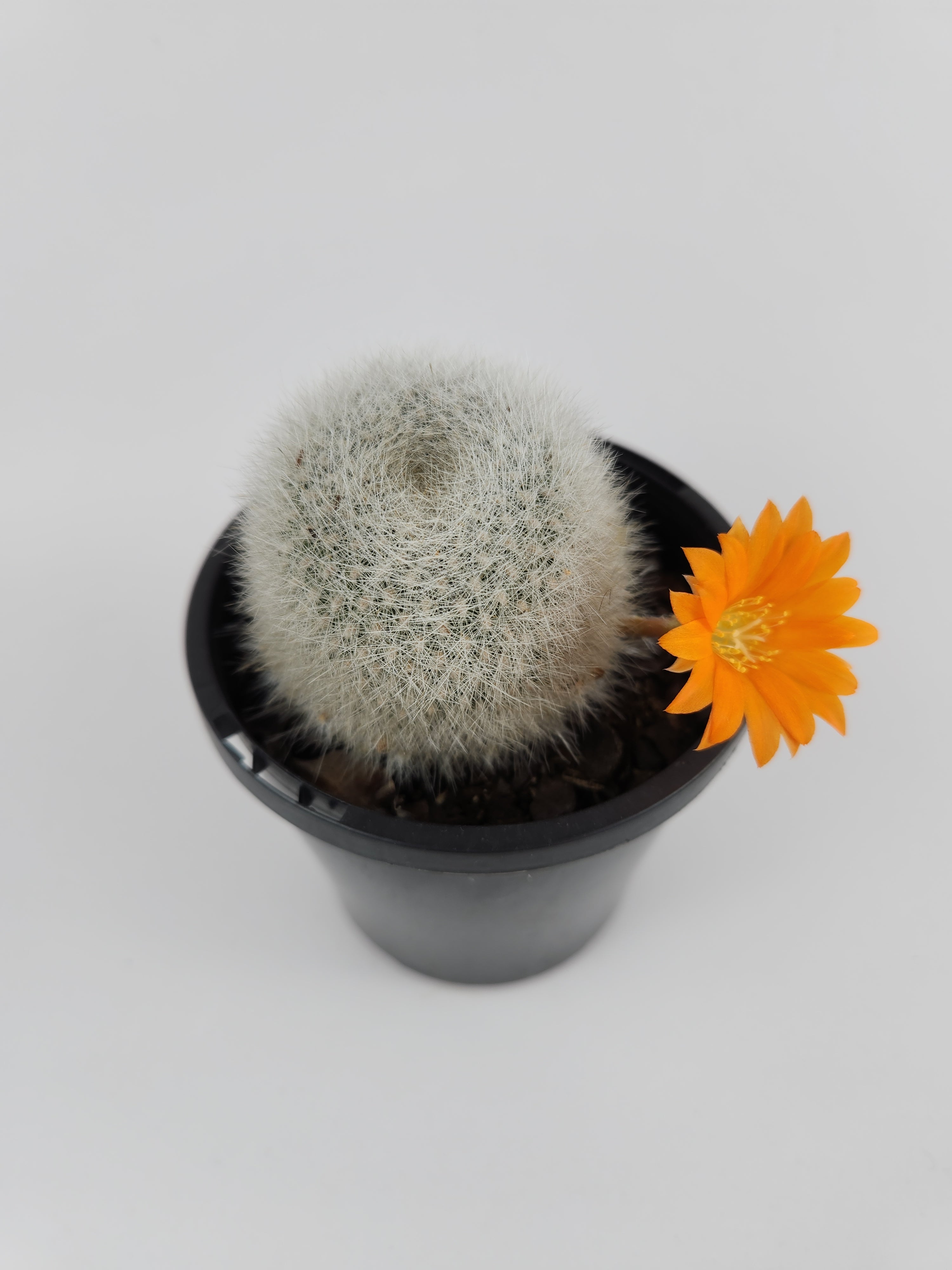 REBUTIA MUSCULA