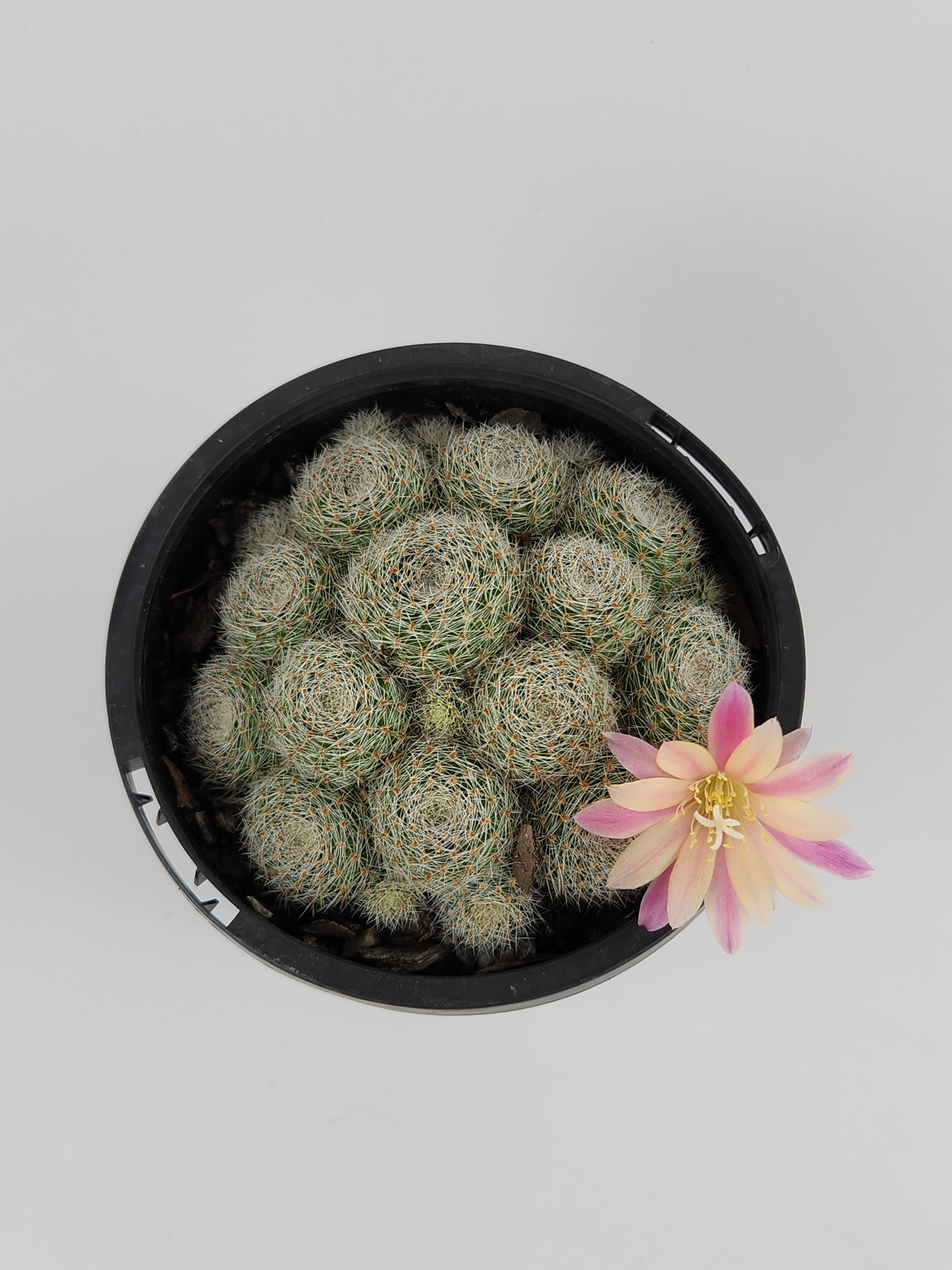 REBUTIA CV. SUNRISE