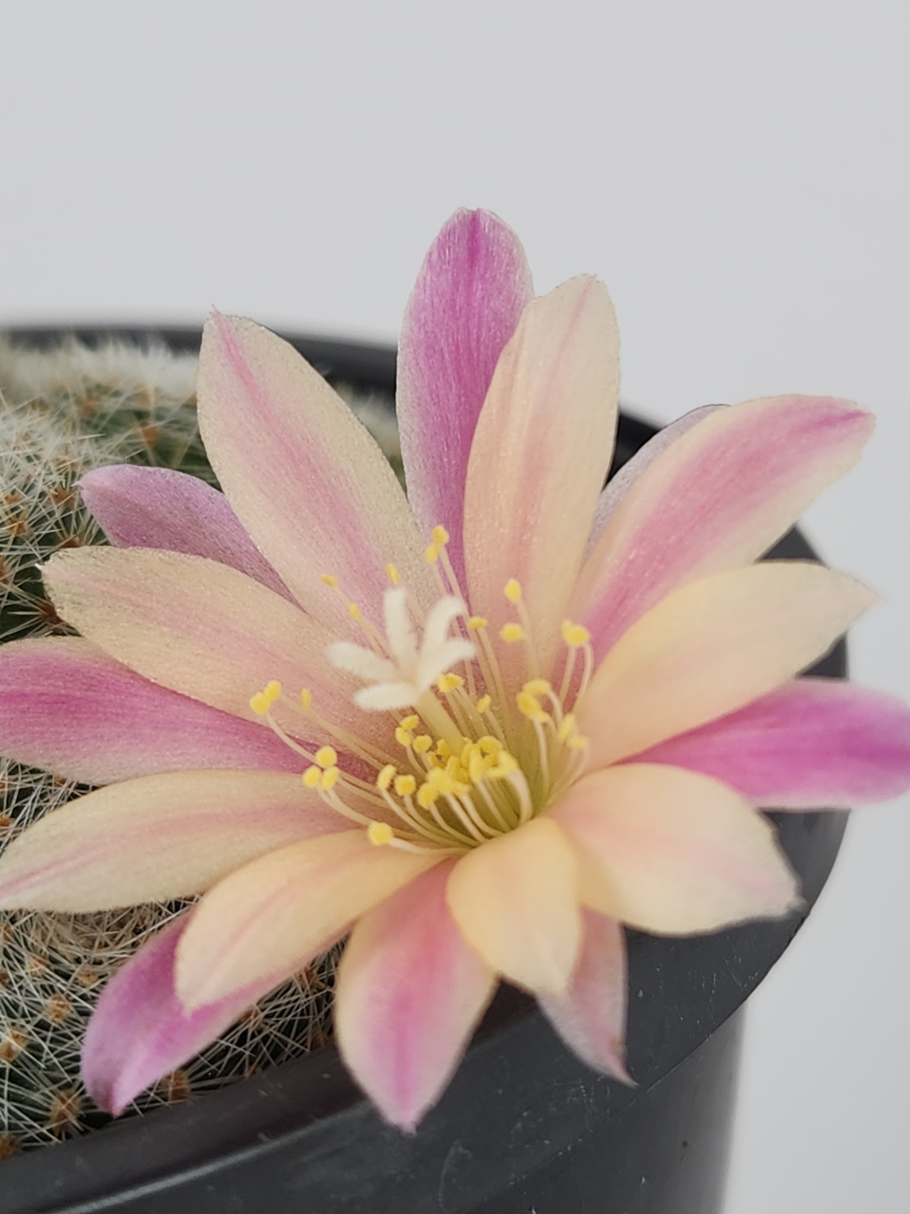 REBUTIA CV. SUNRISE