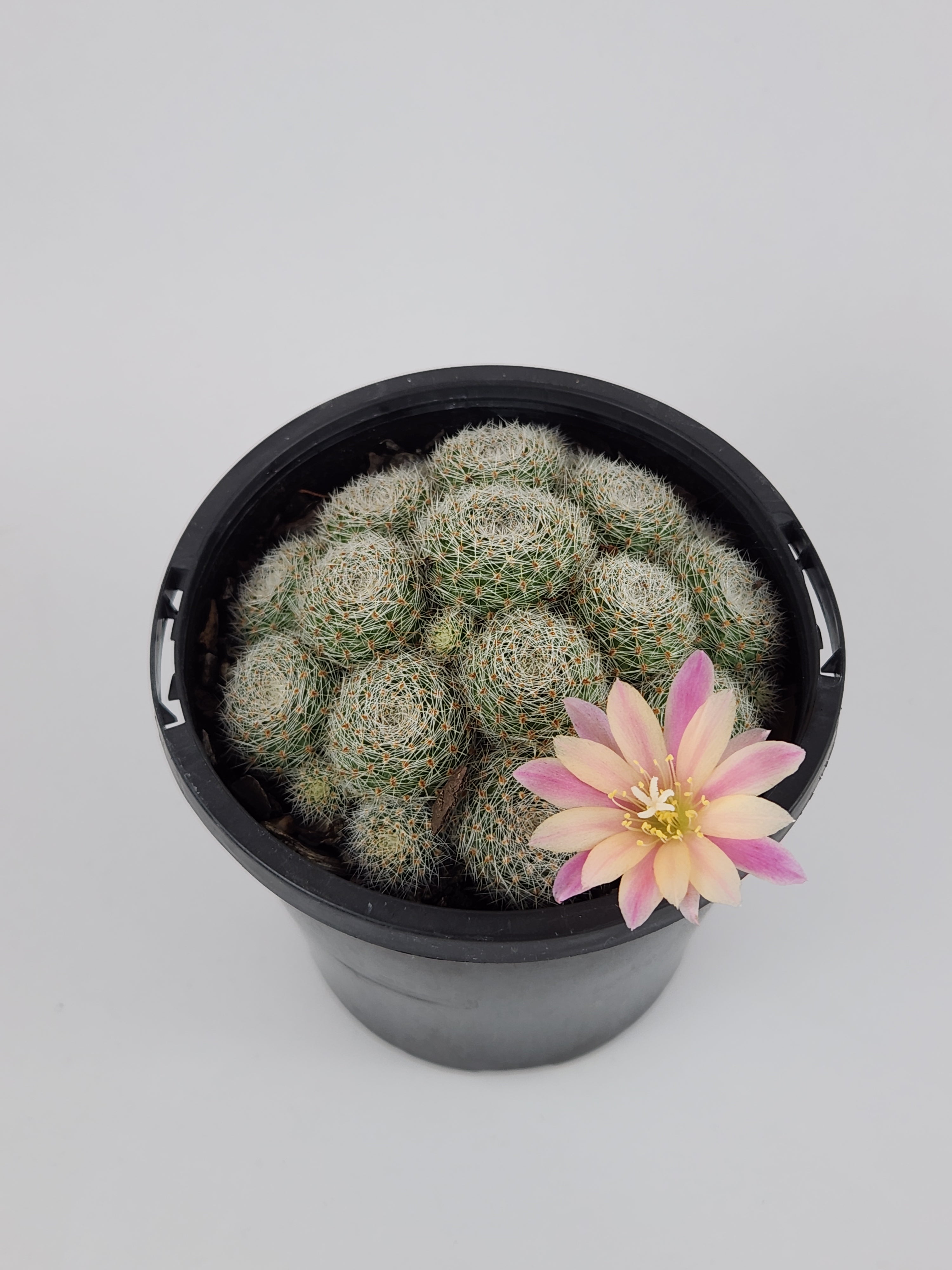 REBUTIA CV. SUNRISE