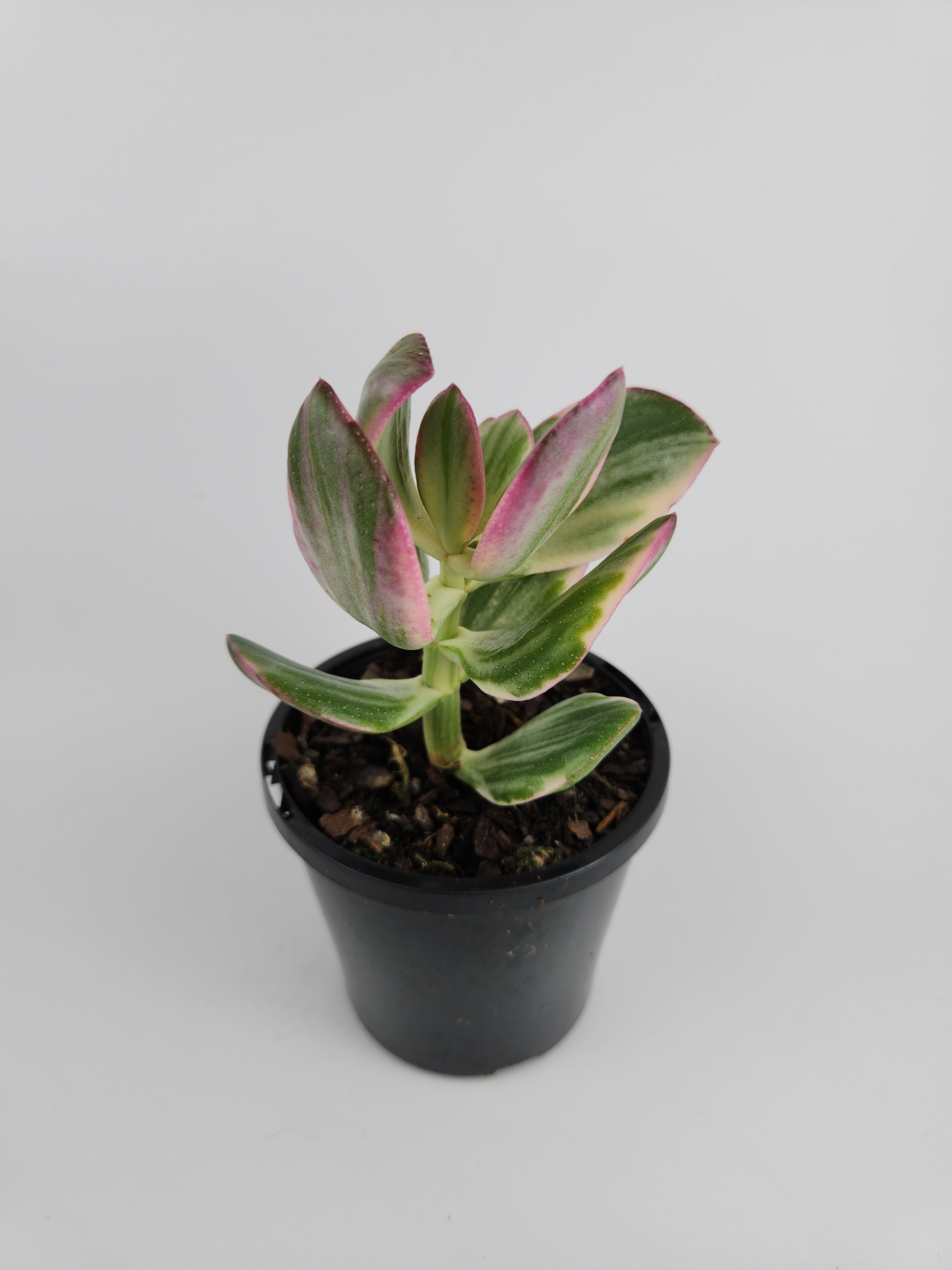 CRASSULA OVATA VARIEGATA