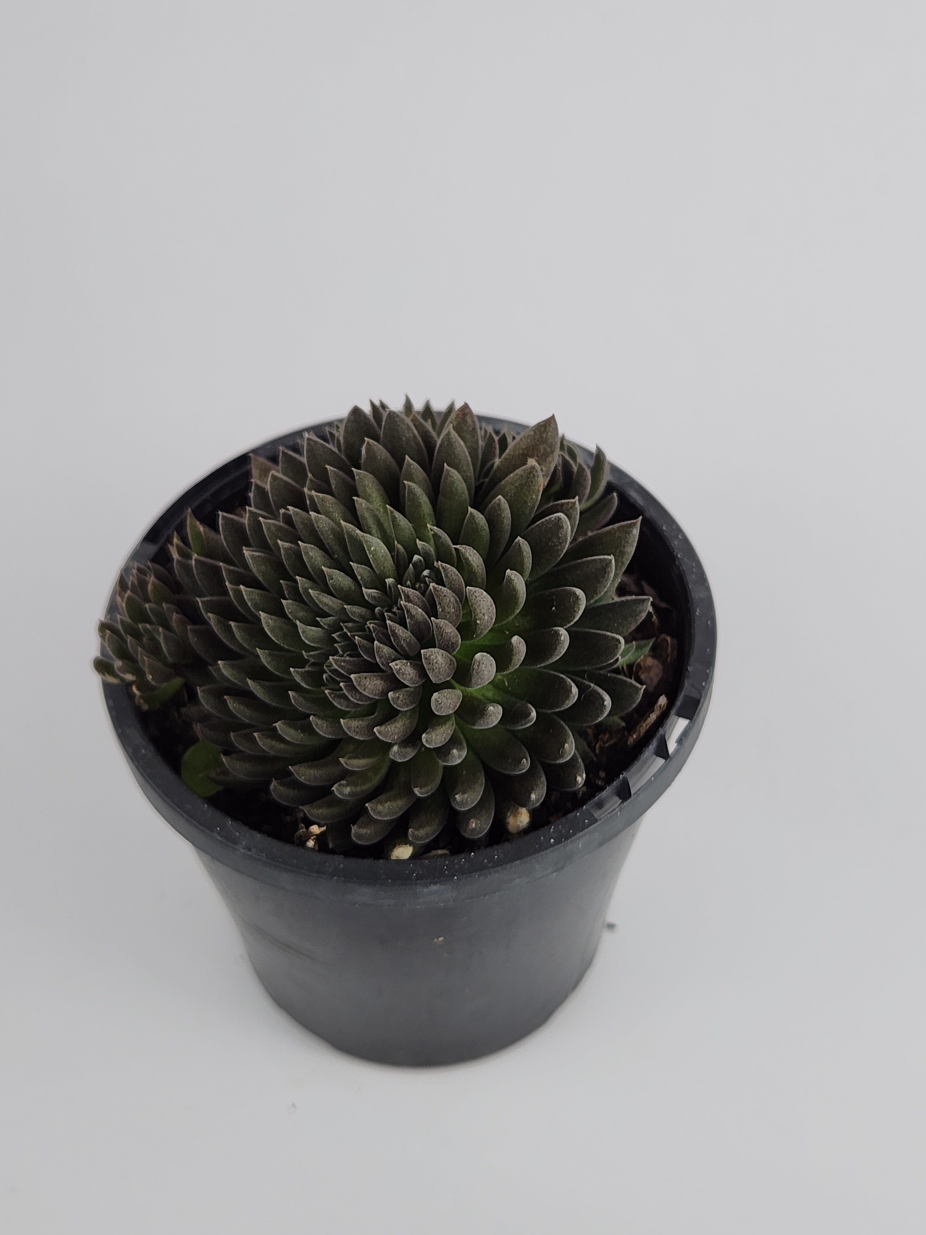 SINOCRASSULA YUNNANENSIS