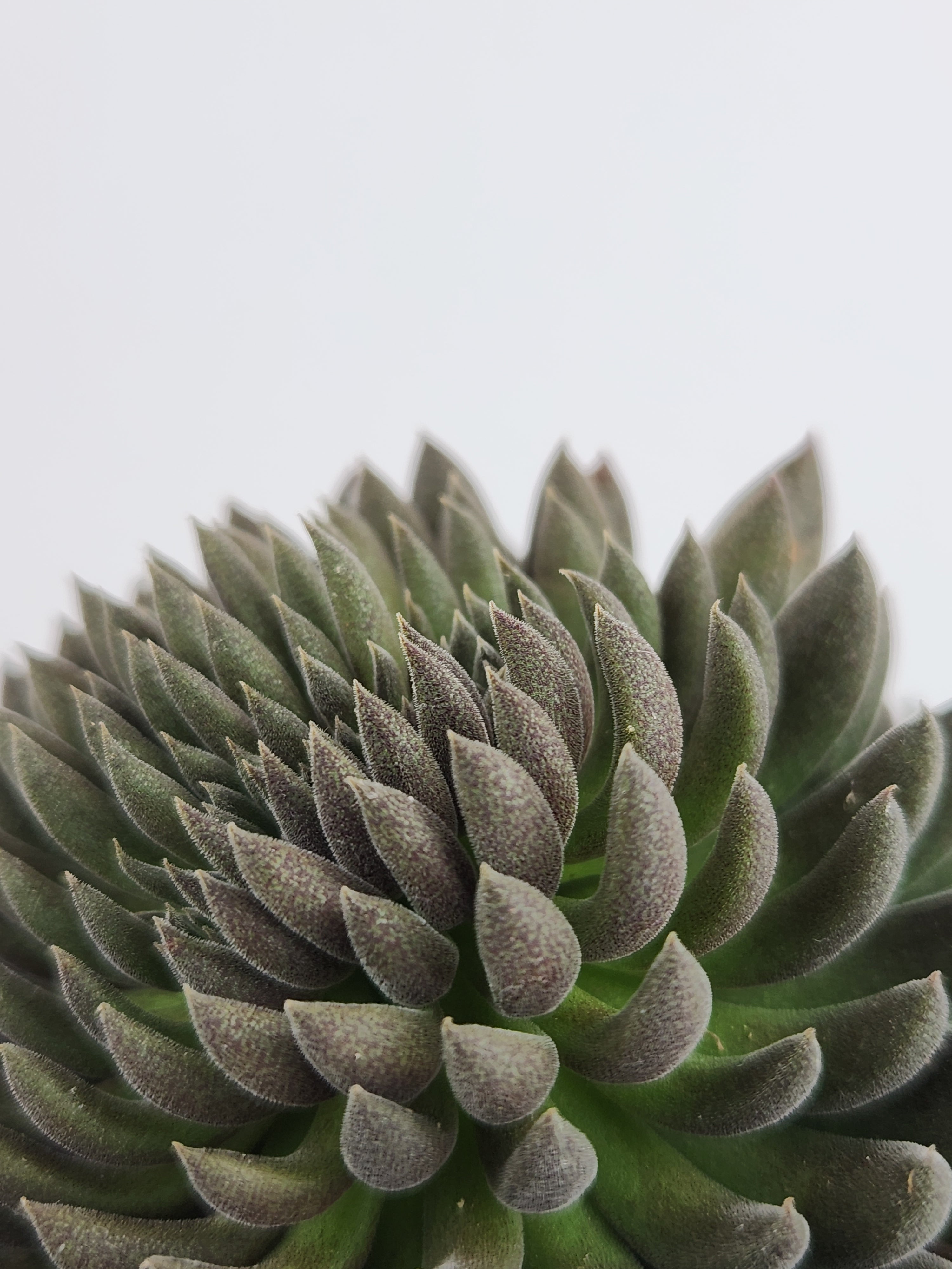 SINOCRASSULA YUNNANENSIS