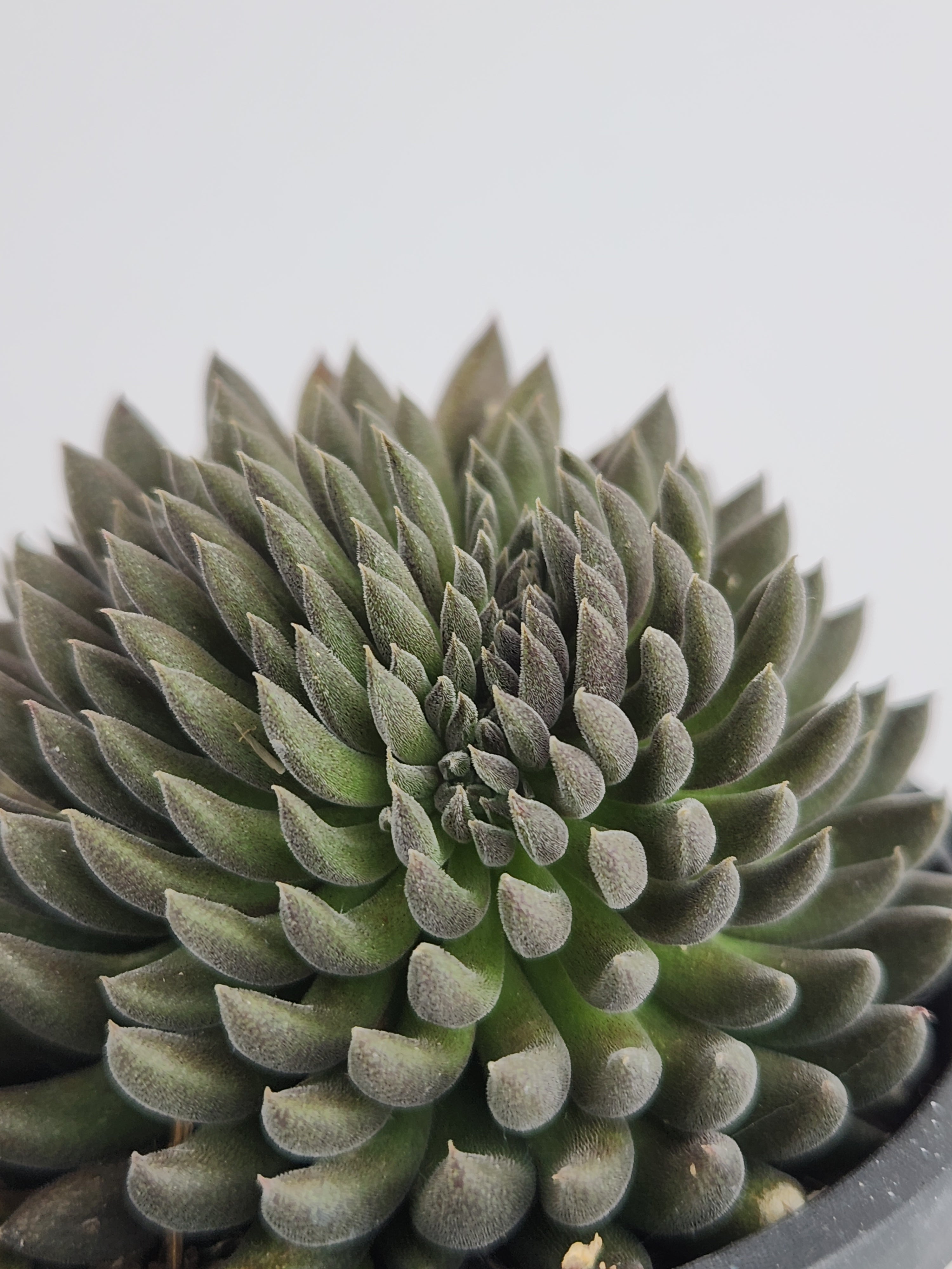 SINOCRASSULA YUNNANENSIS