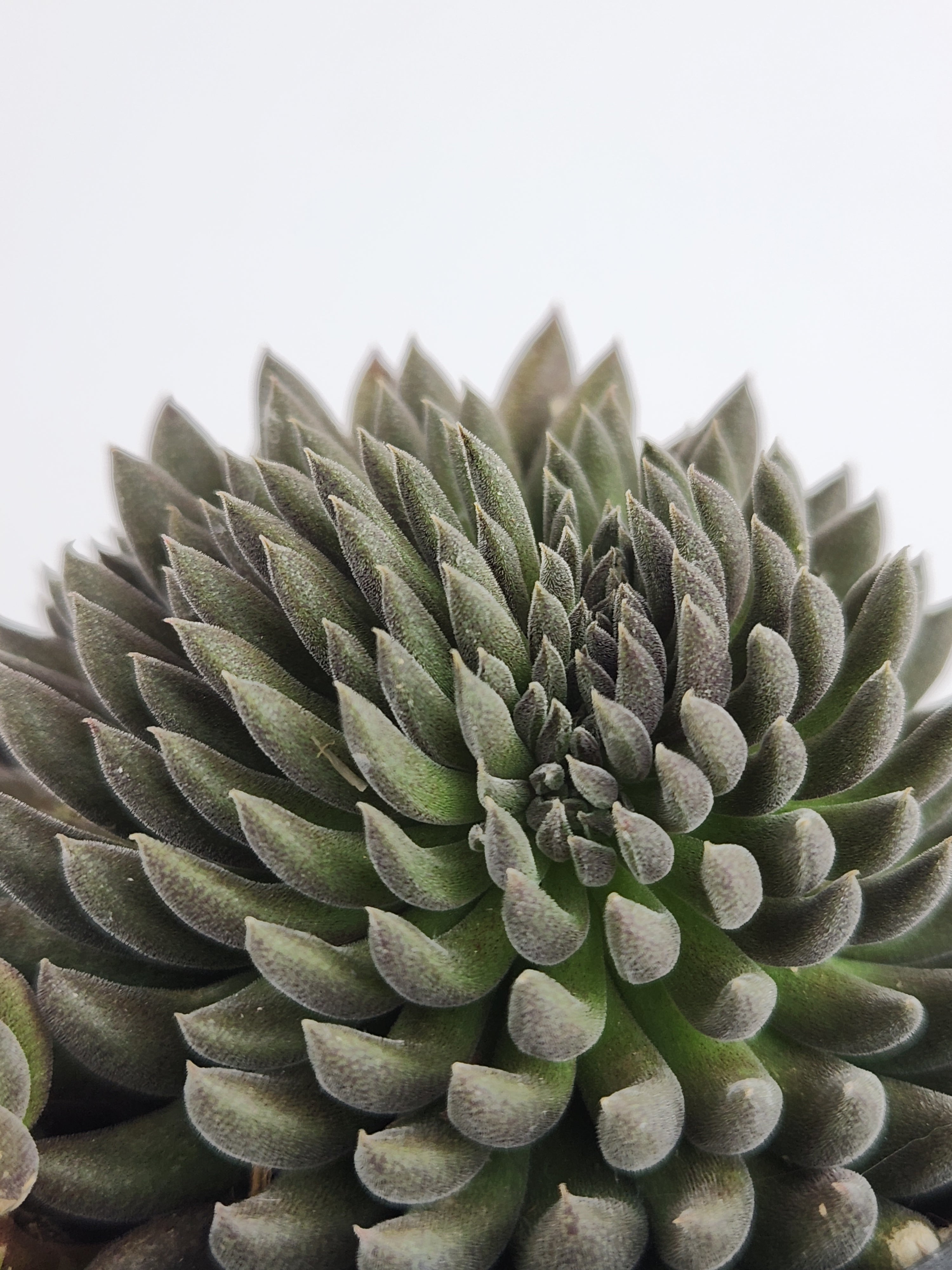 SINOCRASSULA YUNNANENSIS