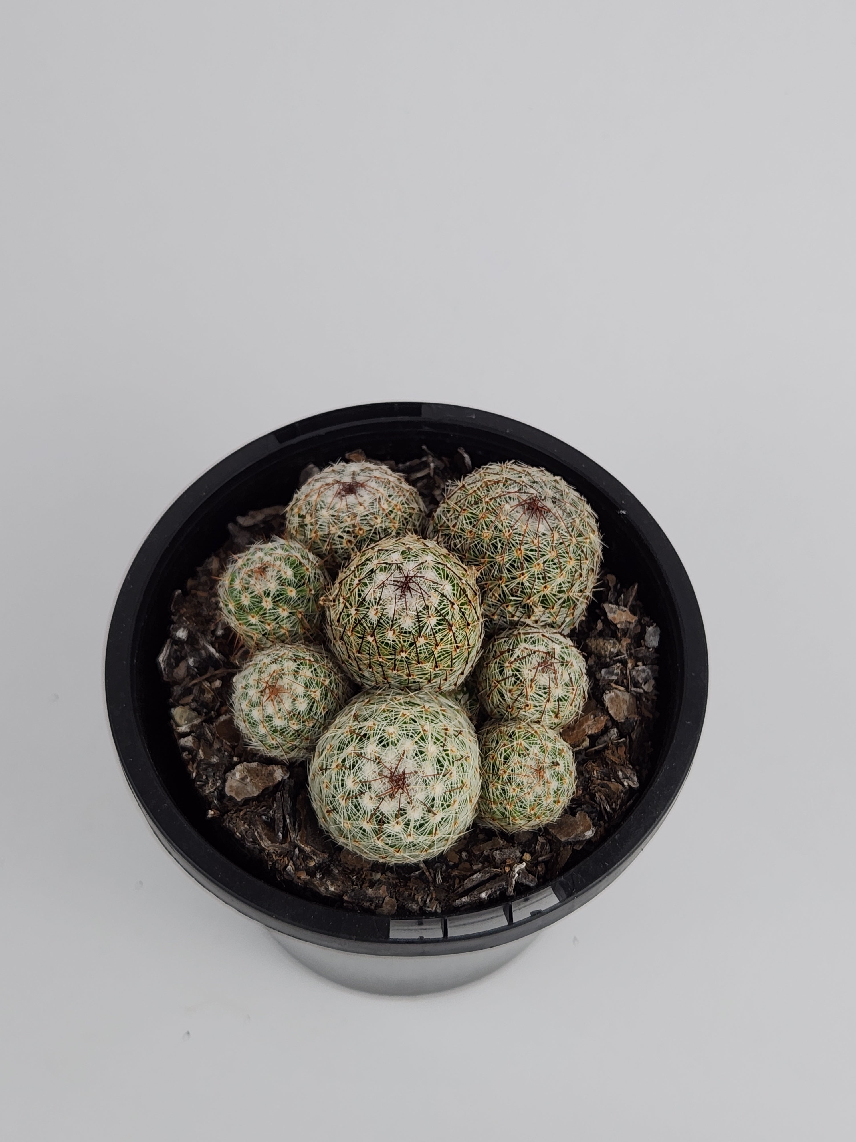 MAMMILLARIA MATUDAE