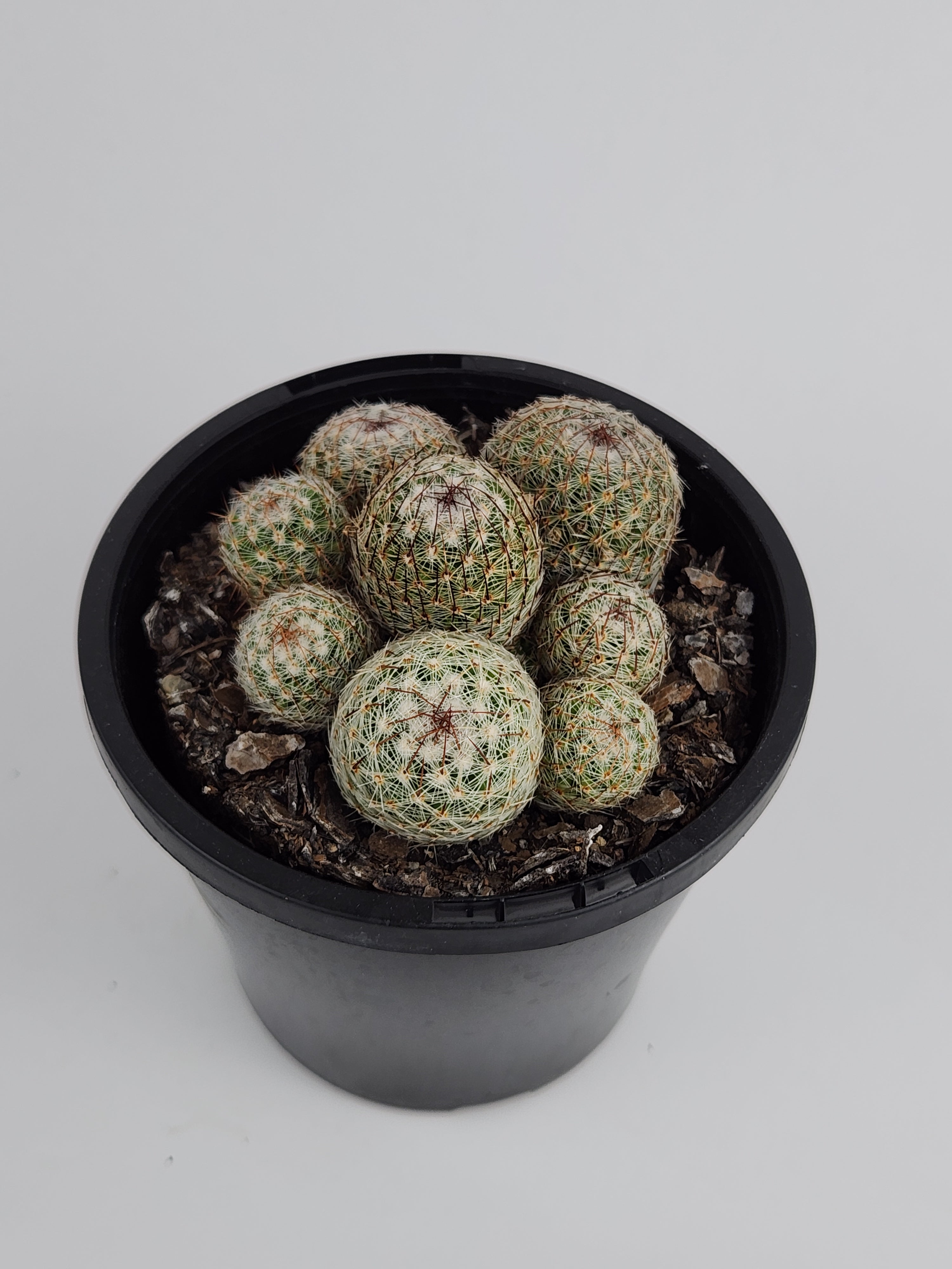 MAMMILLARIA MATUDAE