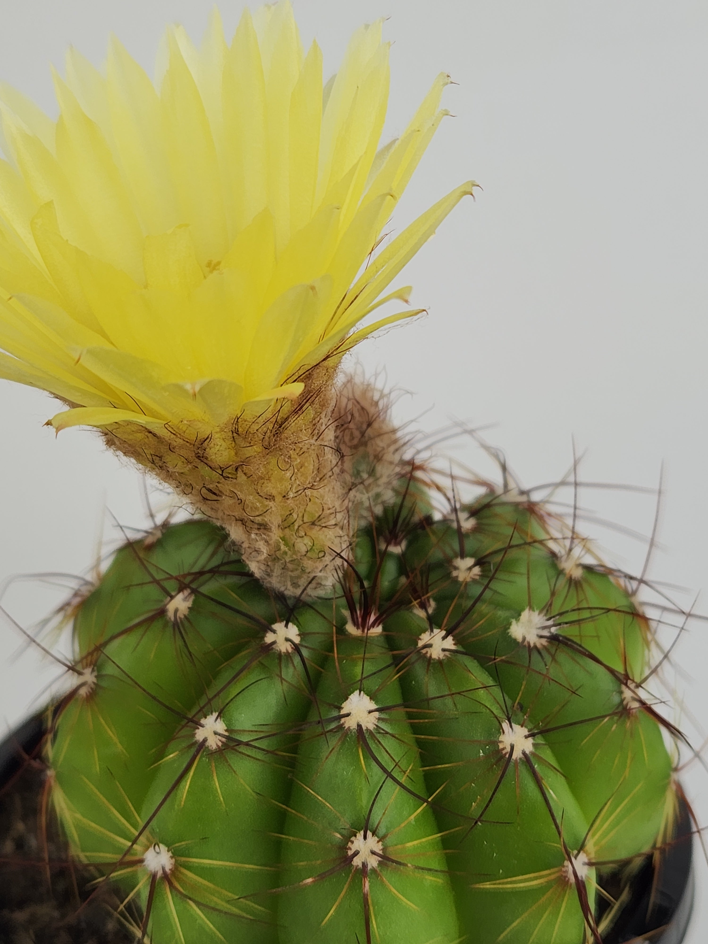 PARODIA OTTONIS 'MILITARIS'