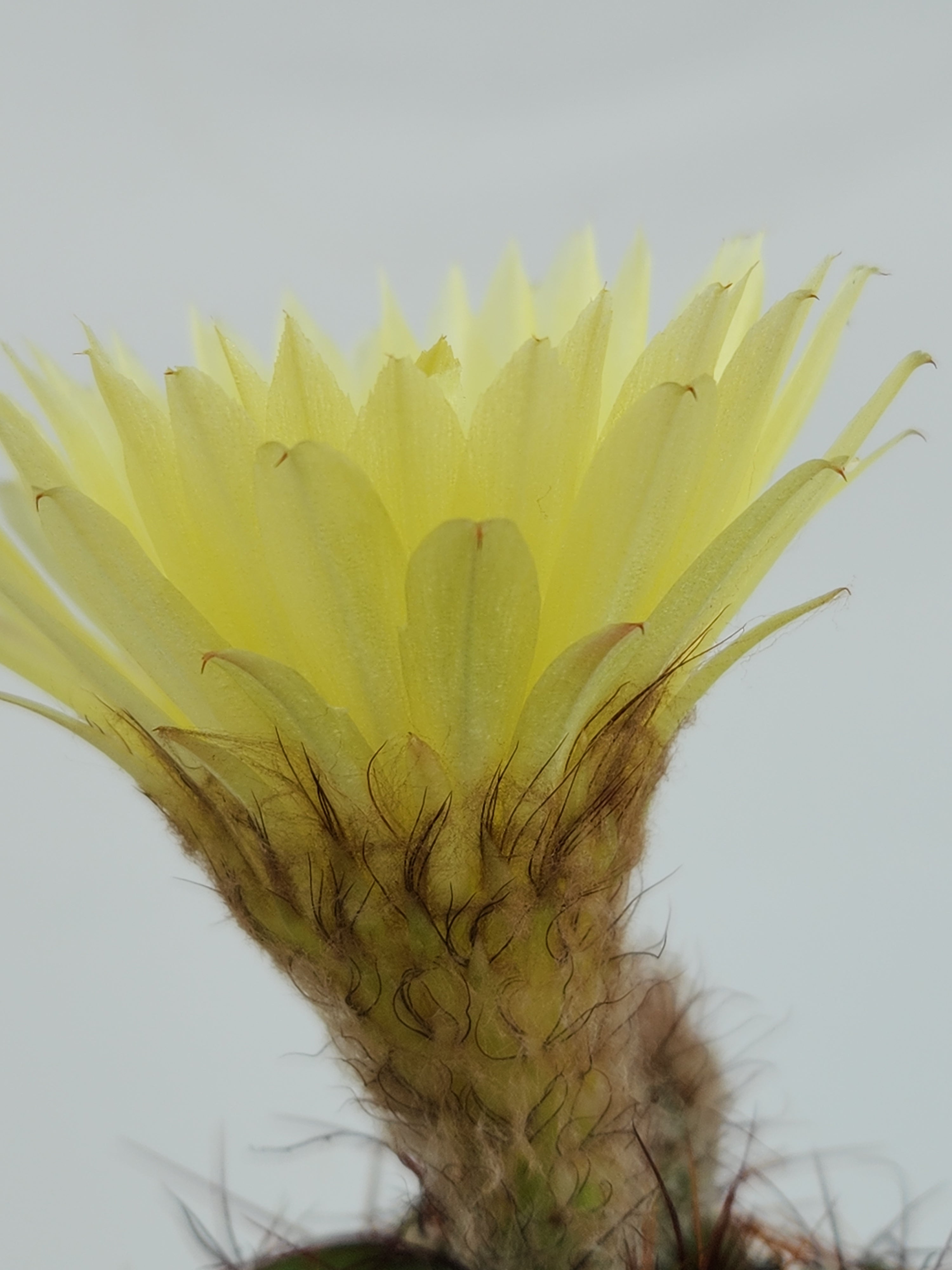 PARODIA OTTONIS 'MILITARIS'