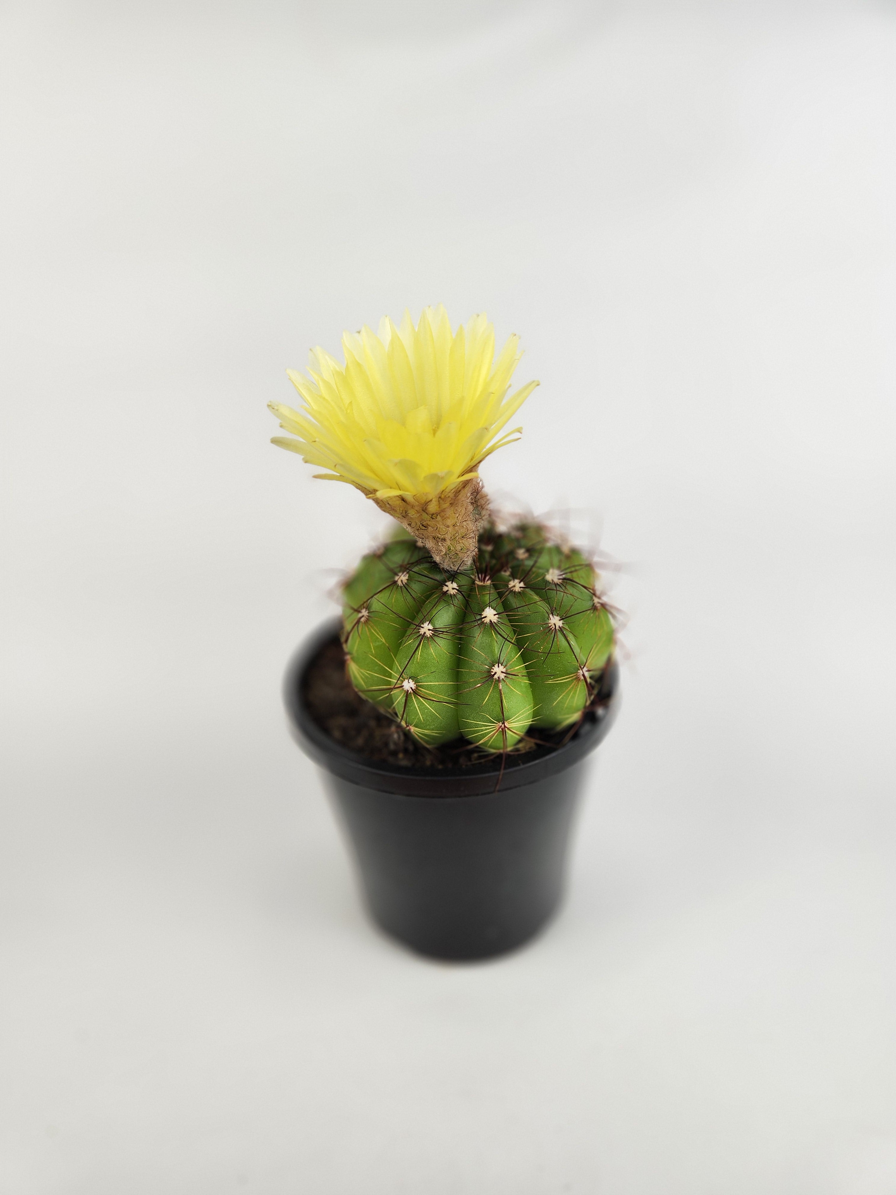 PARODIA OTTONIS 'MILITARIS'