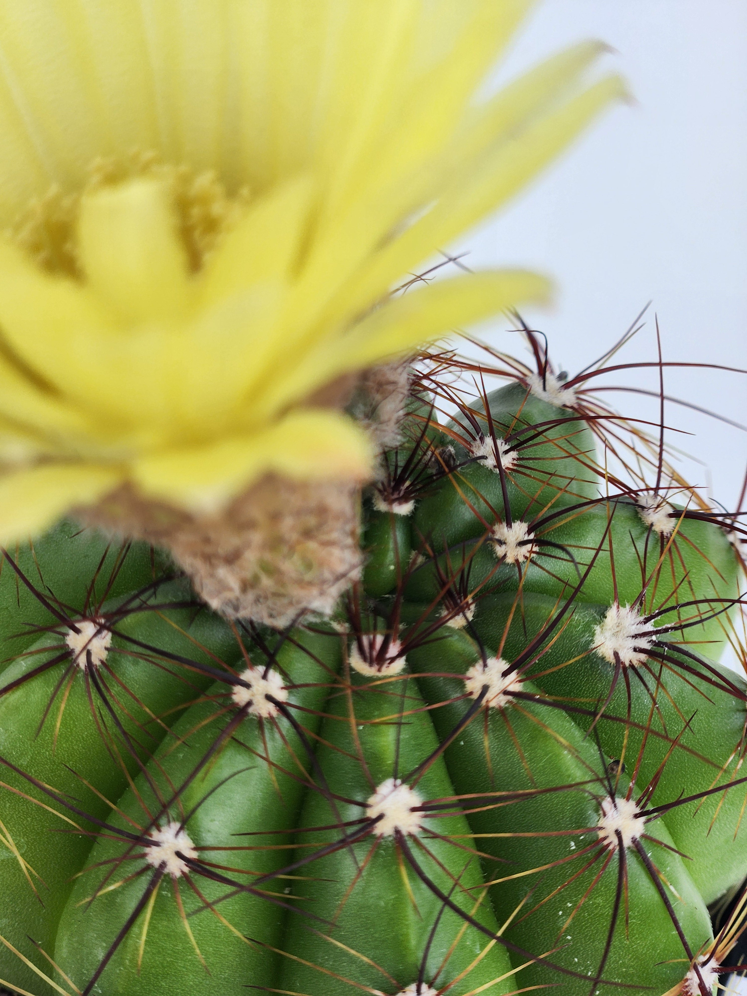 PARODIA OTTONIS 'MILITARIS'