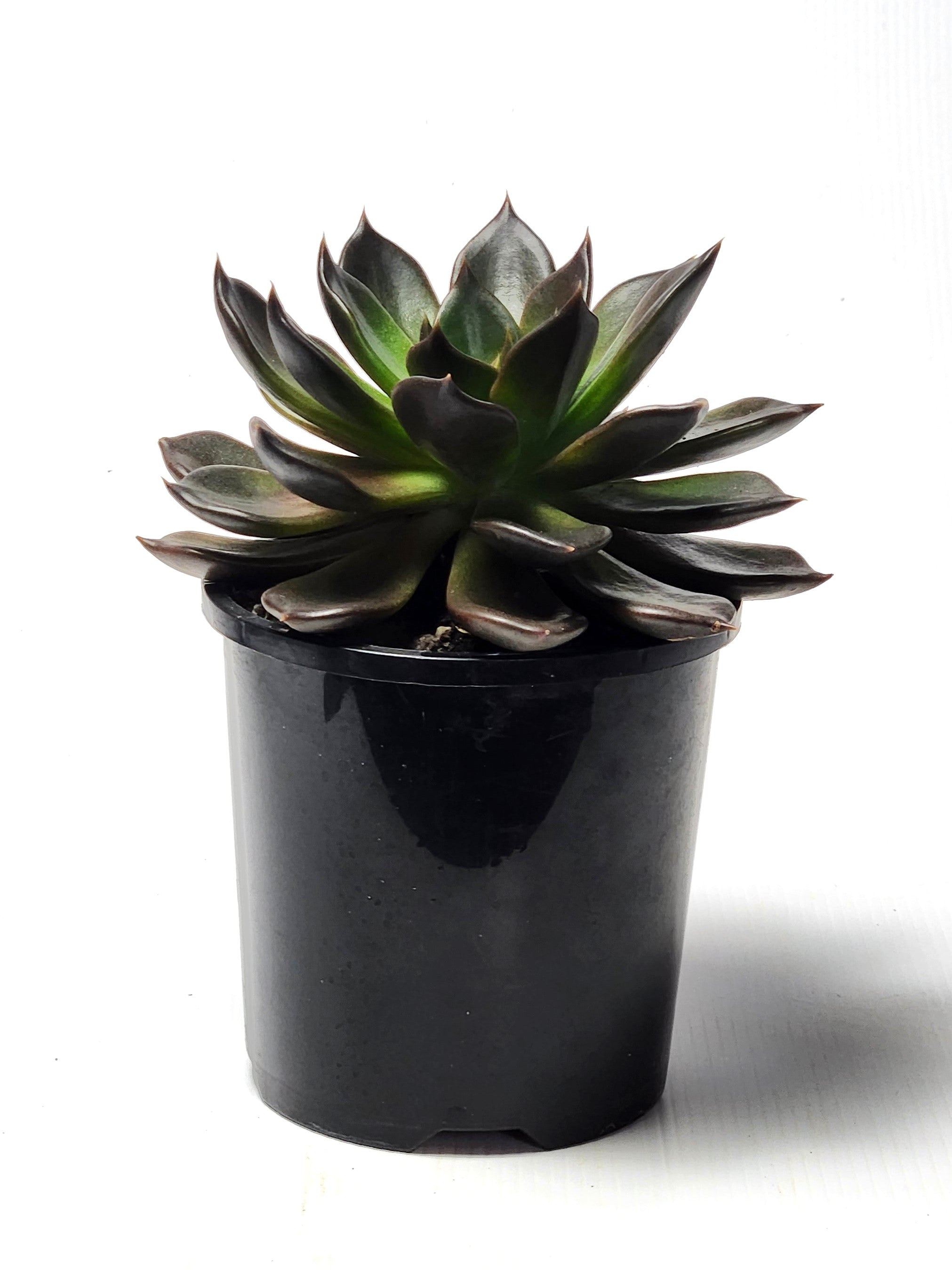 ECHEVERIA BLACK PRINCE