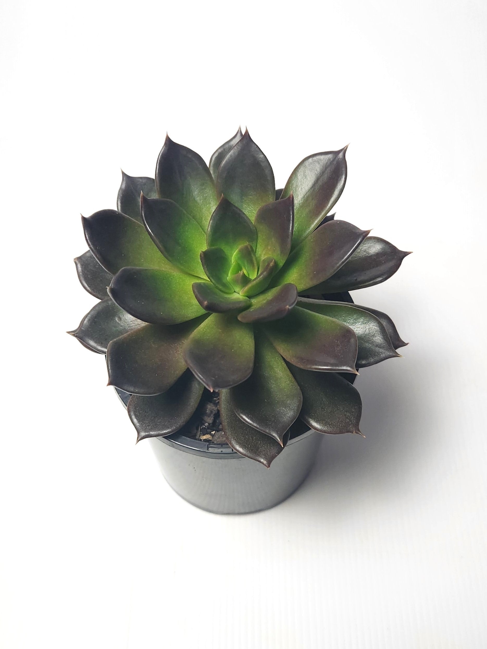 ECHEVERIA BLACK PRINCE