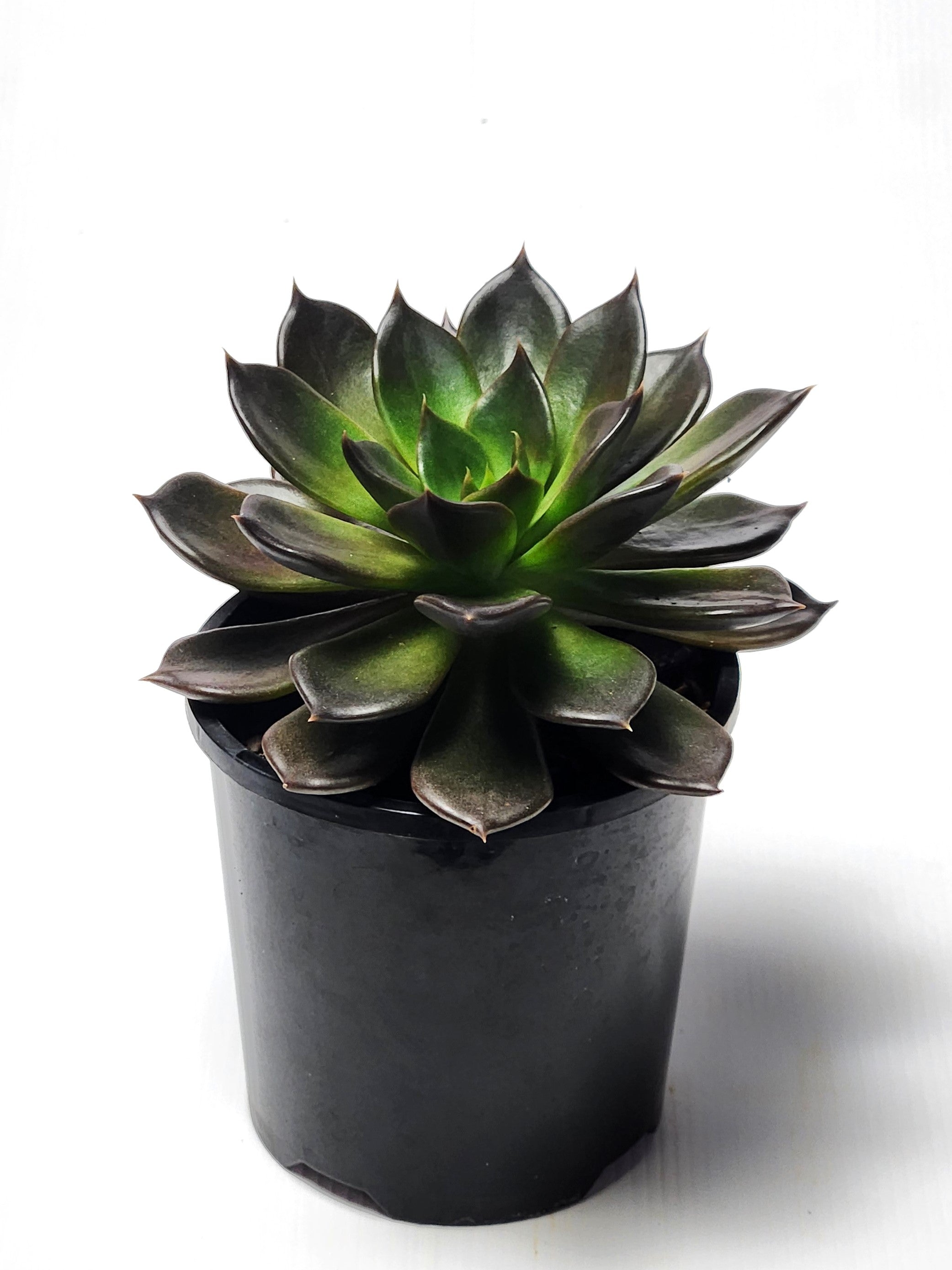ECHEVERIA BLACK PRINCE