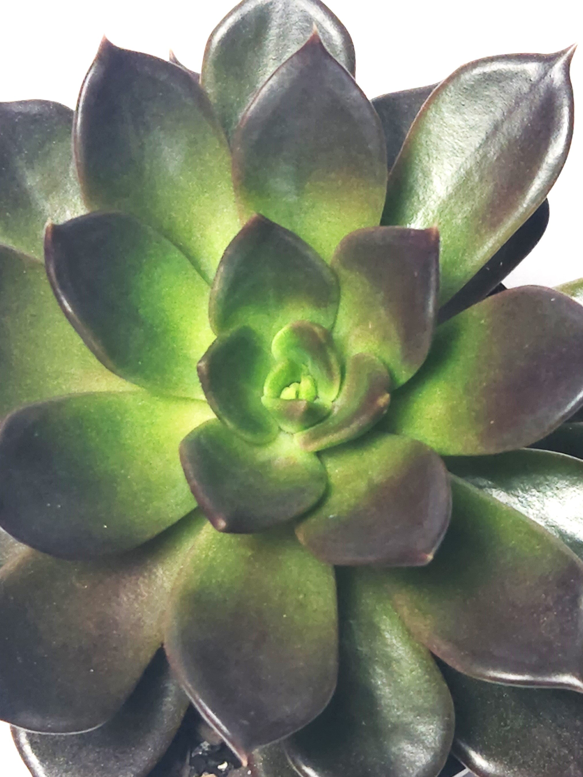 ECHEVERIA BLACK PRINCE