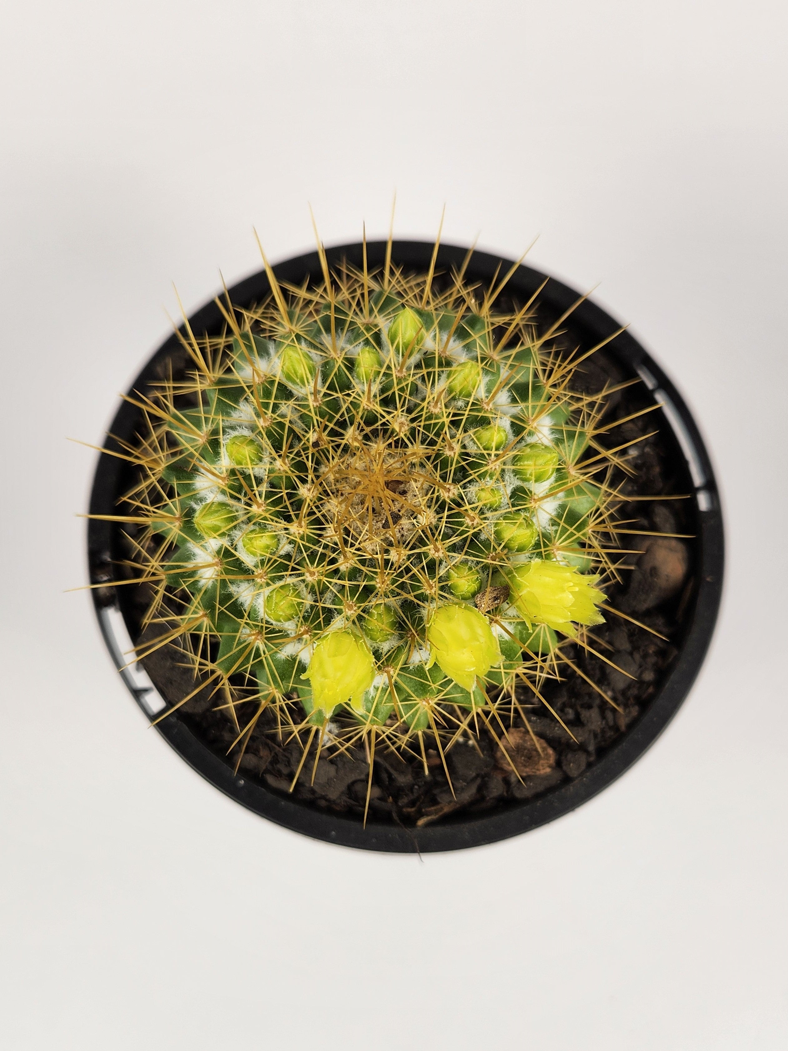 MAMMILLARIA MARKSIANA