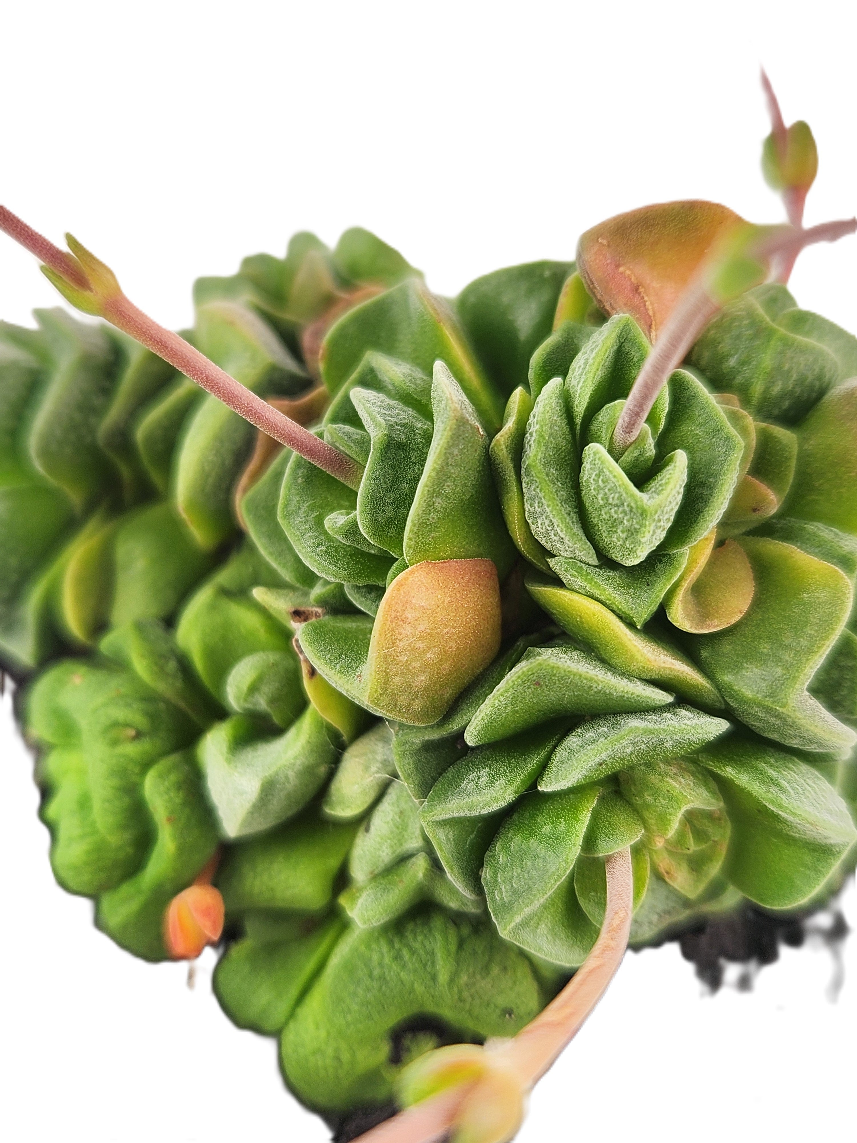 CRASSULA CV. DOROTHY