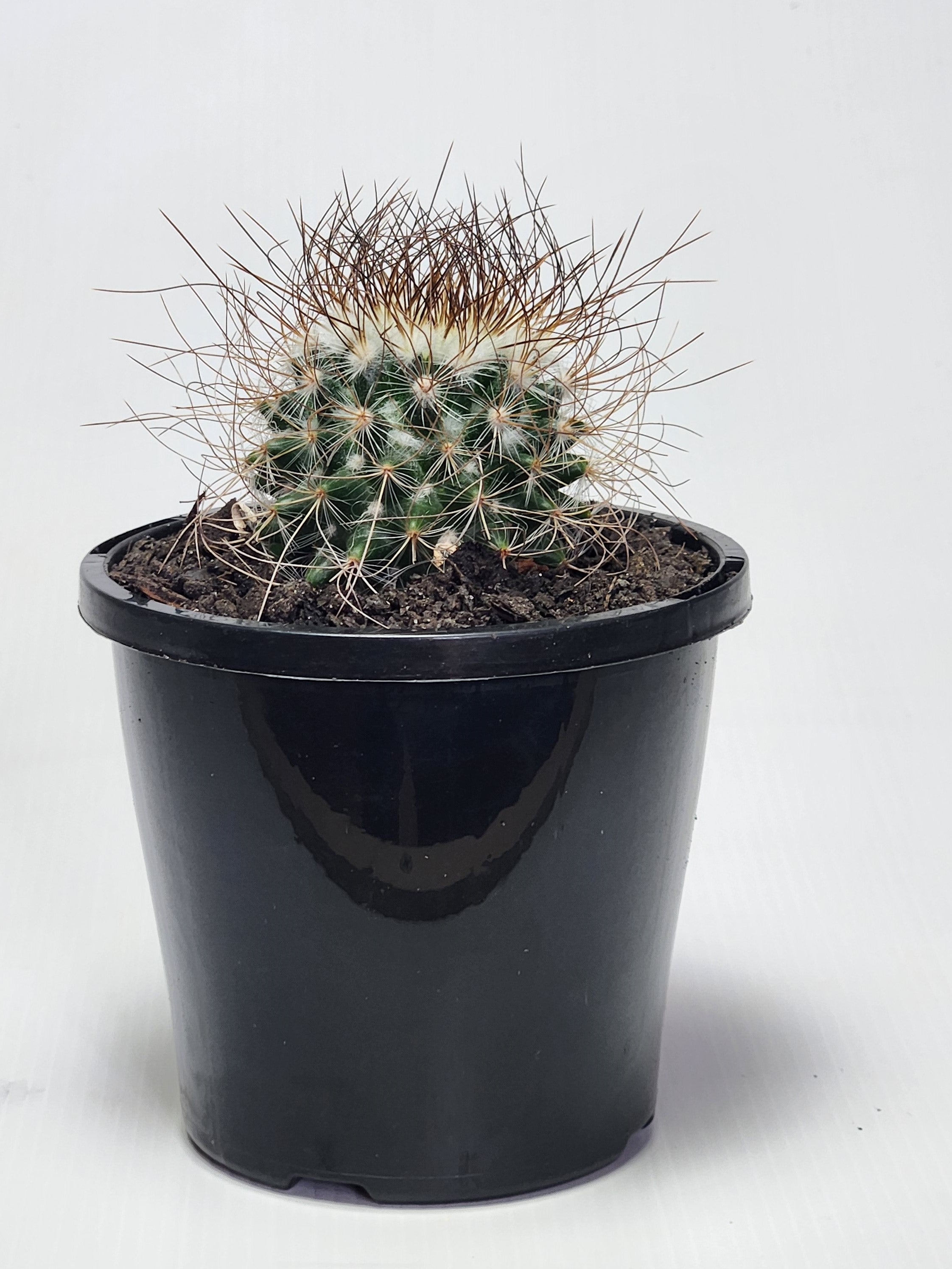 MAMMILLARIA LEPTACANTHA SSP. REKOI