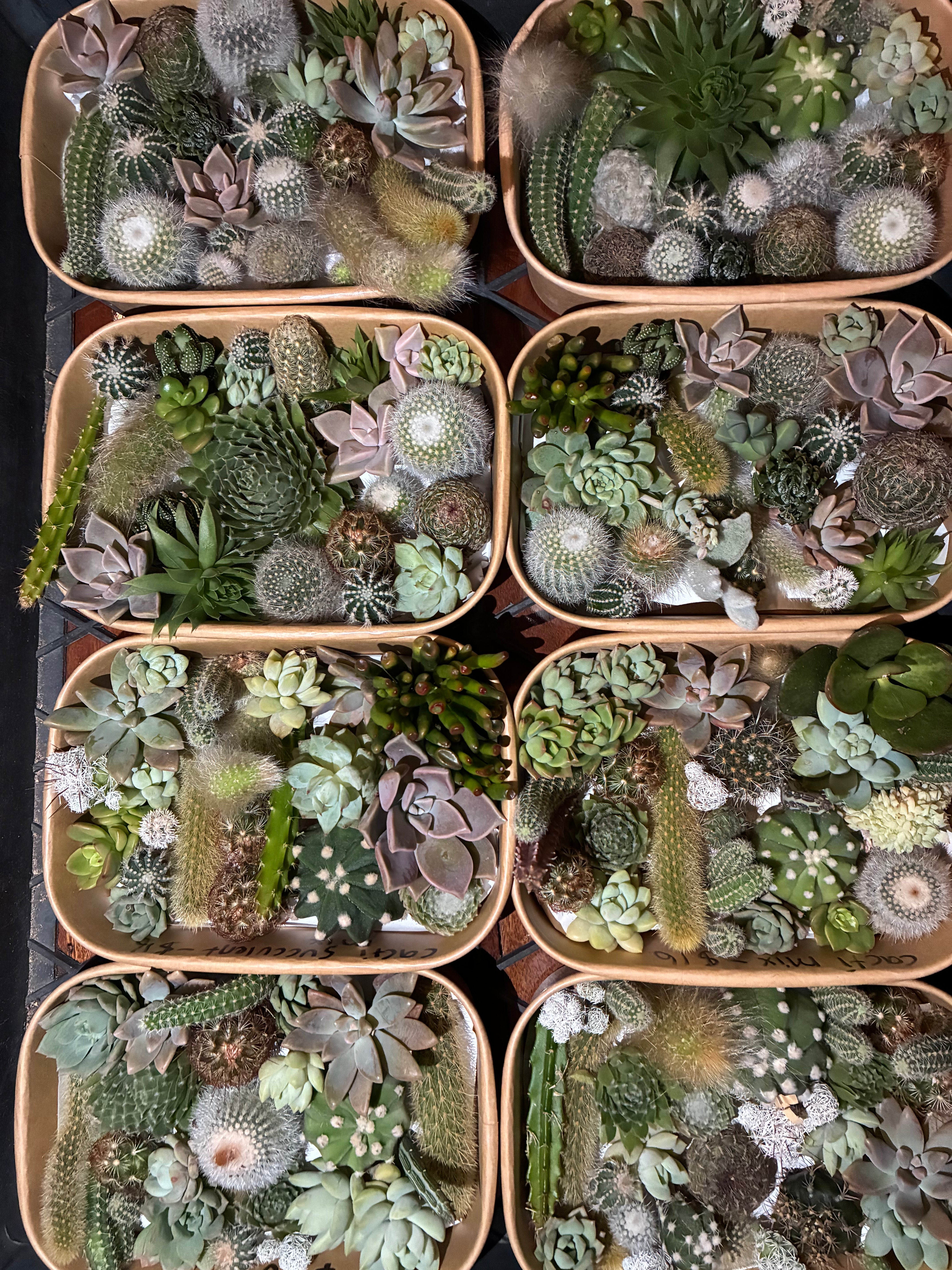 How To Grow Your Cuttings