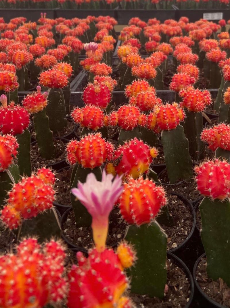 How to Grow and Care for Grafted Cacti