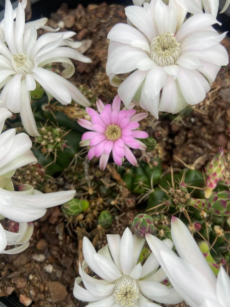 The Beginner’s Guide to Cactus Care