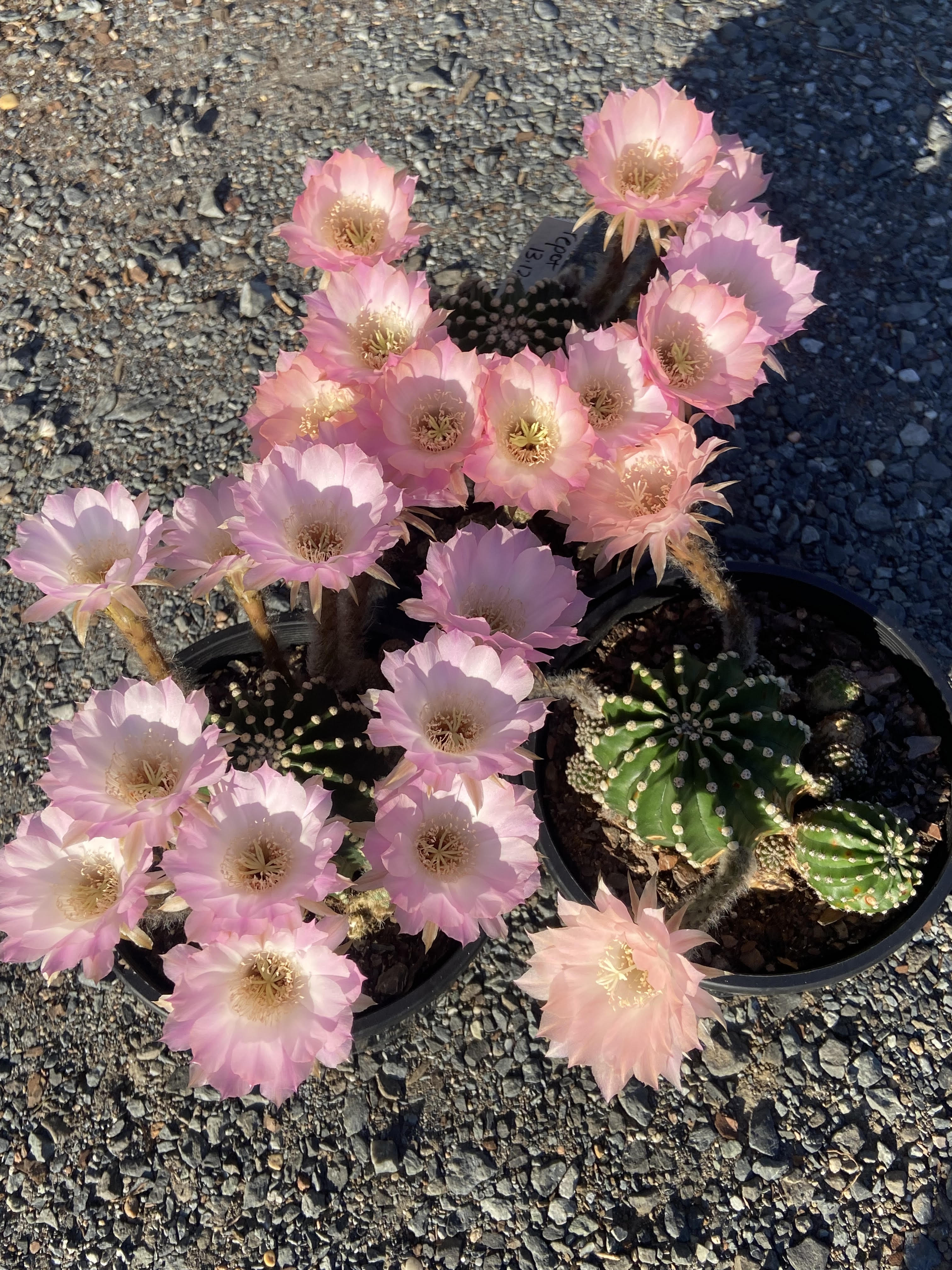 Did You Know? Fascinating Cactus Facts