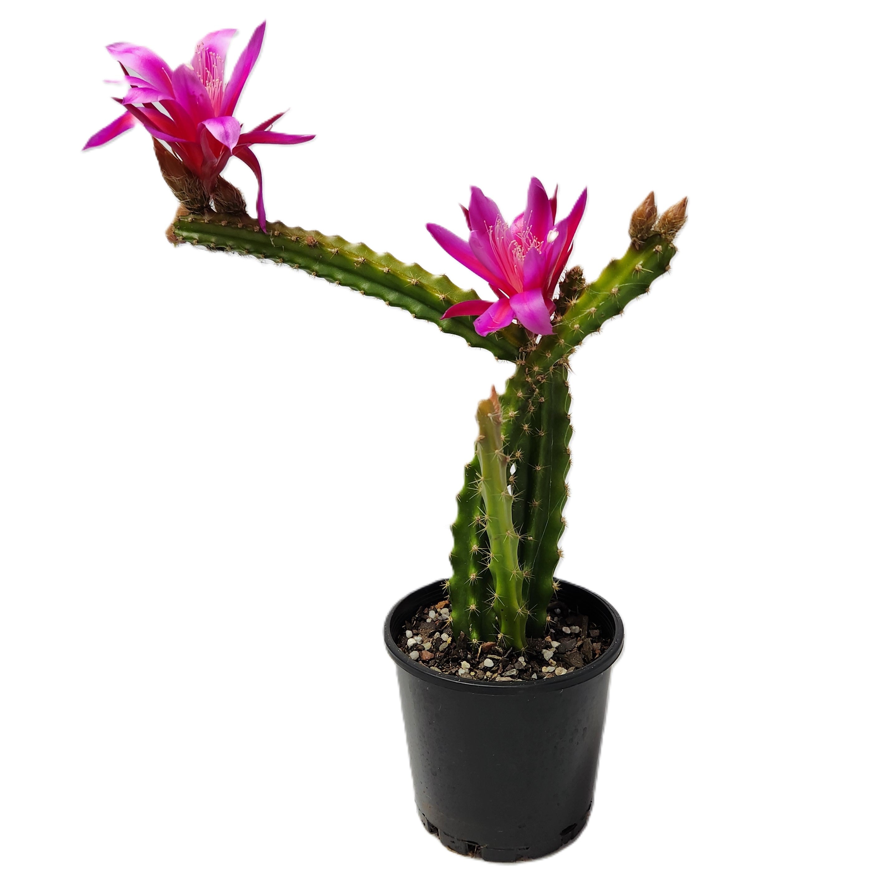 X APOROPHYLLUM "TEMPLE GLOW"