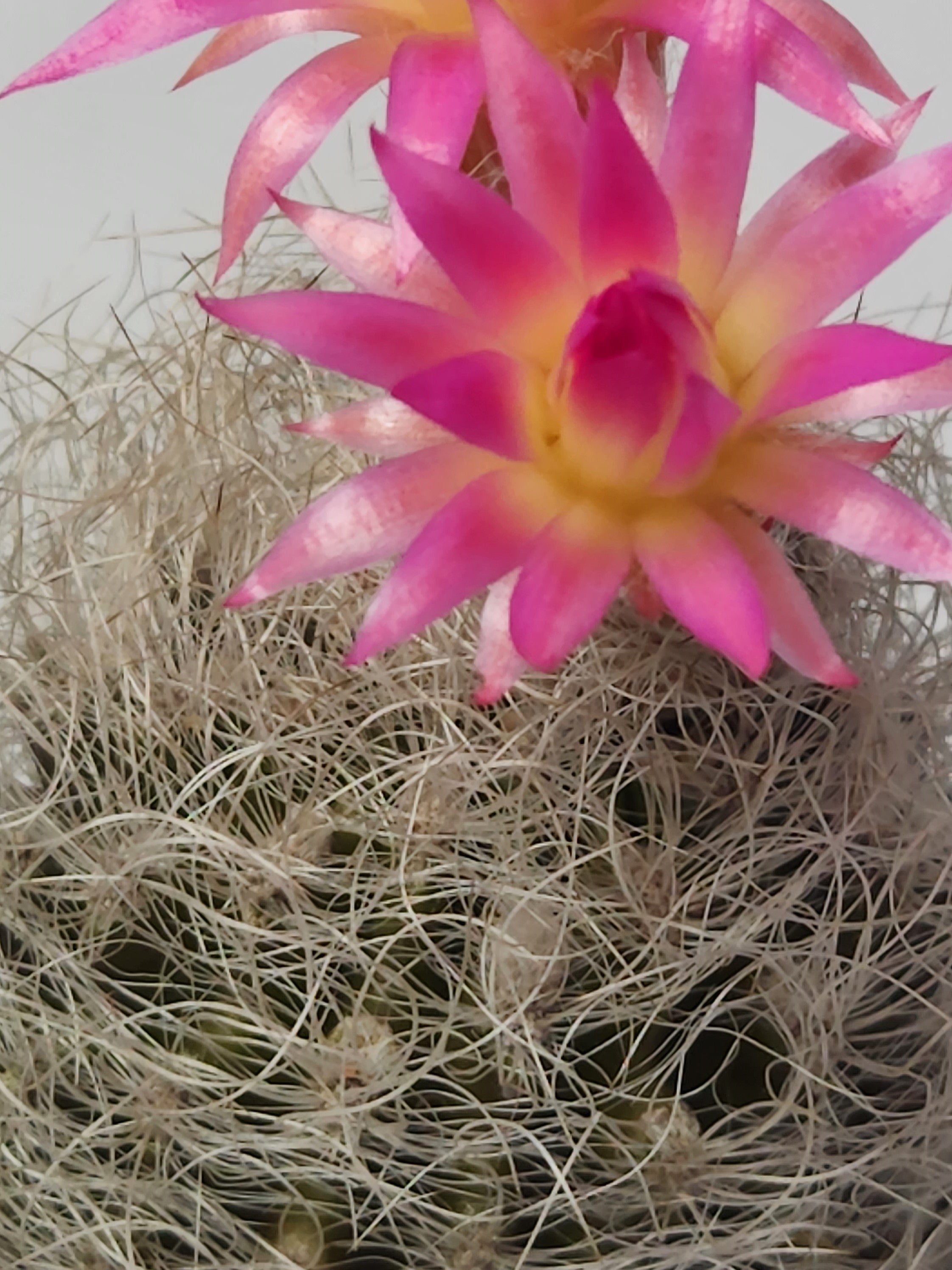 NEOPORTERIA NIDUS F. SENILIS