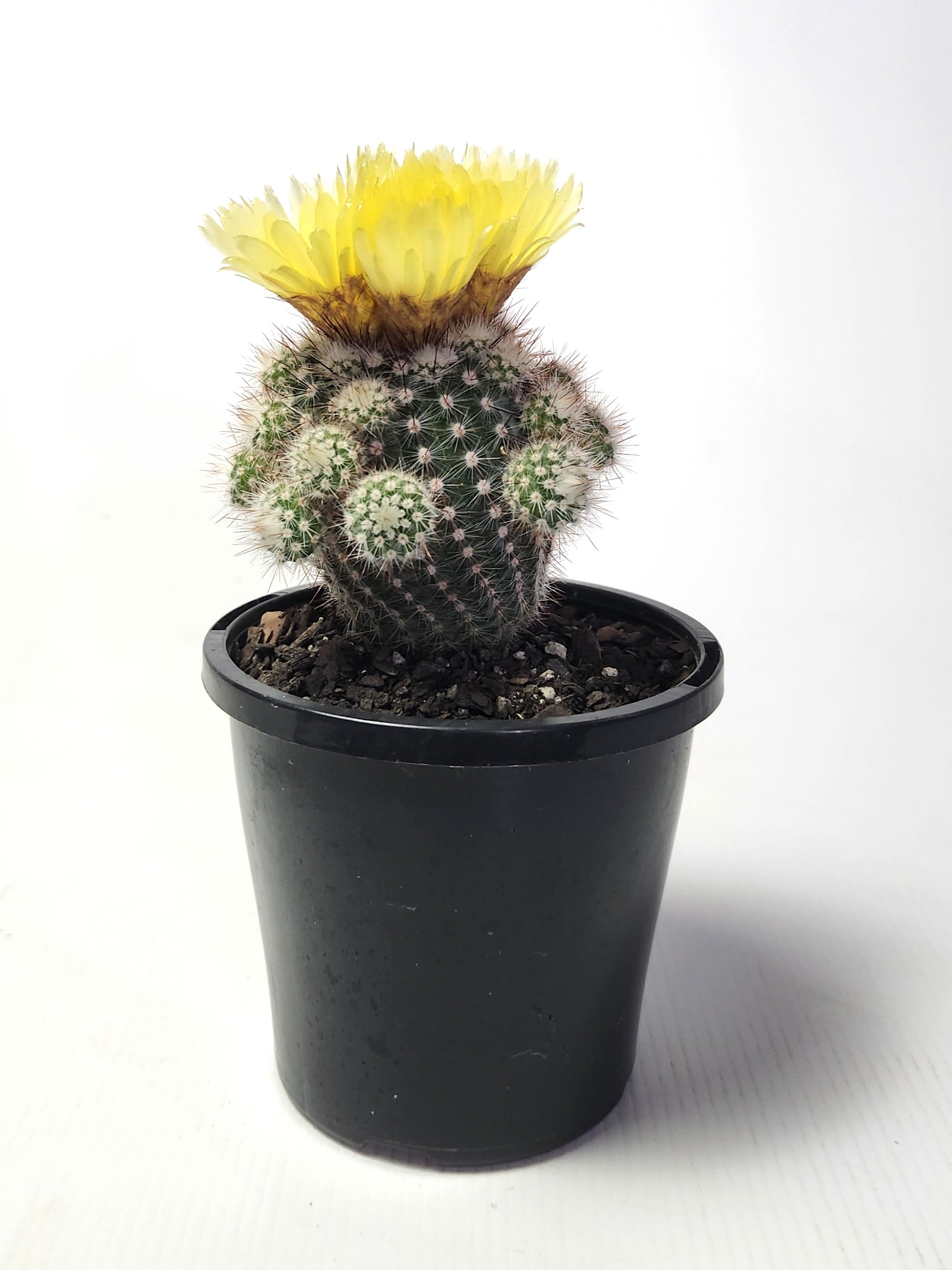 PARODIA SCOPA F. SPLENDENS
