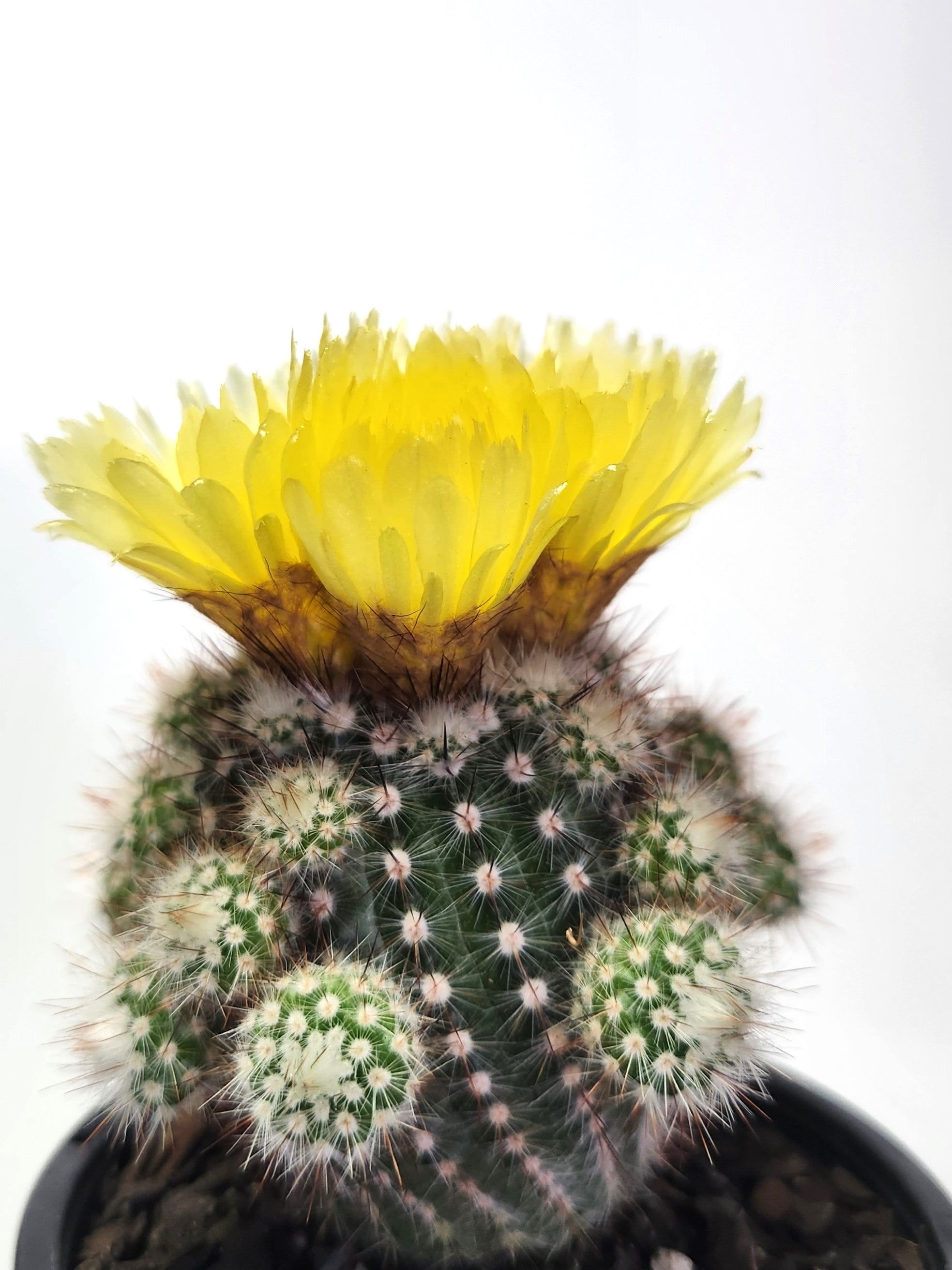PARODIA SCOPA F. SPLENDENS