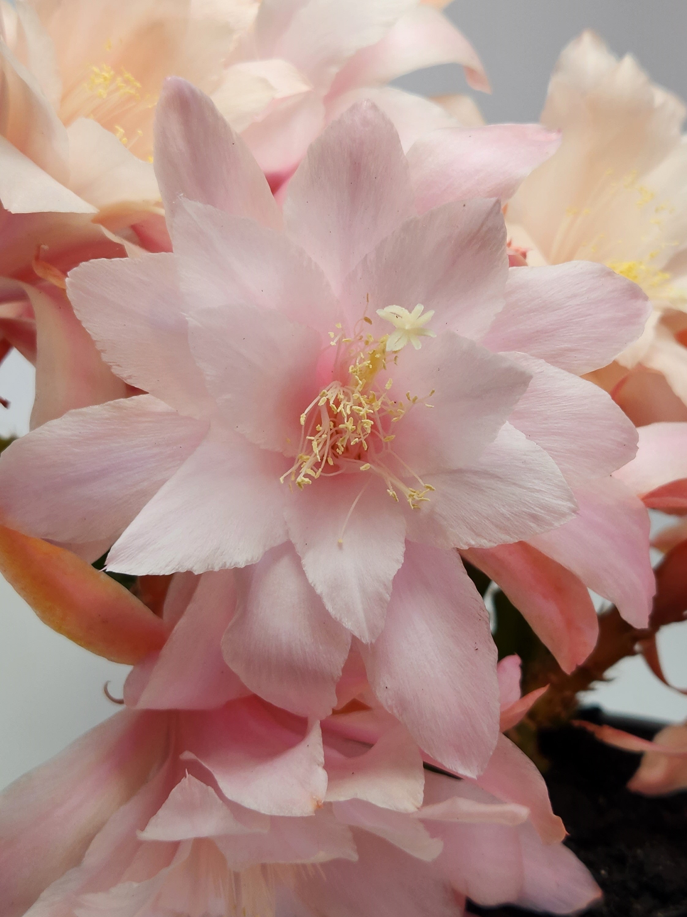 X APOROPHYLLUM "DAWN"