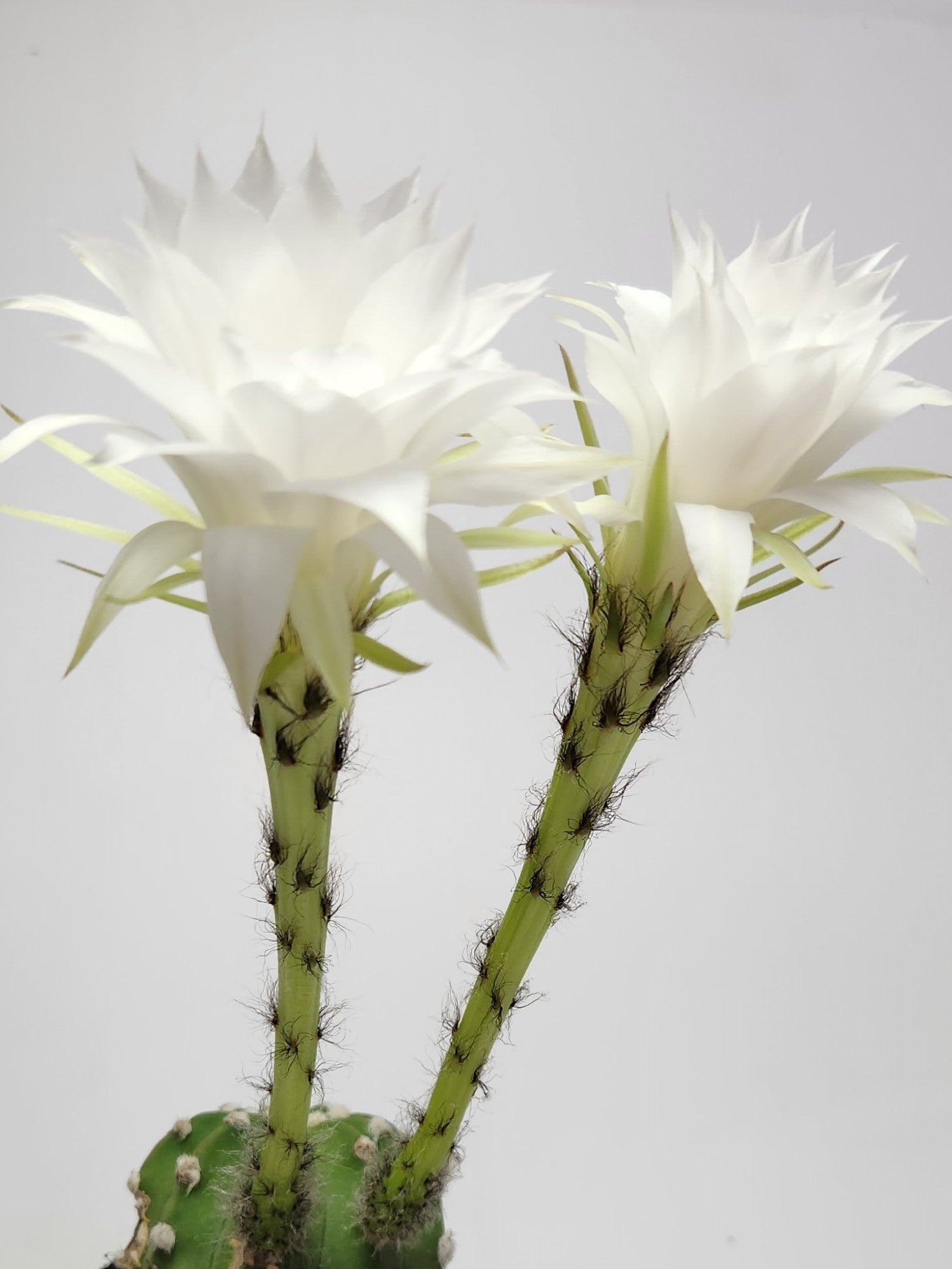 ECHINOPSIS SUBDENUDATA