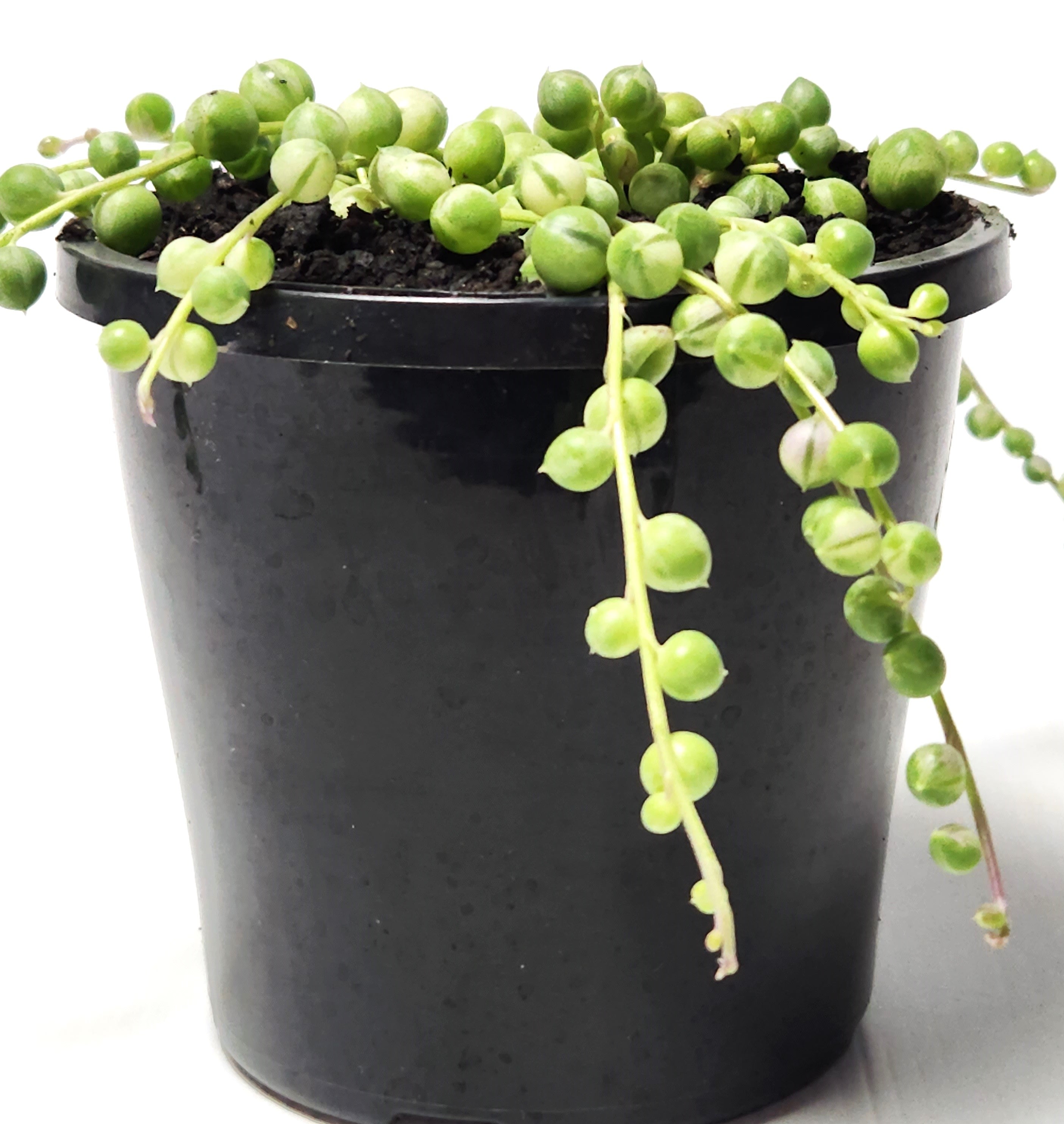 SENECIO ROWLEYANUS VARIEGATA "STRING OF PEARLS"