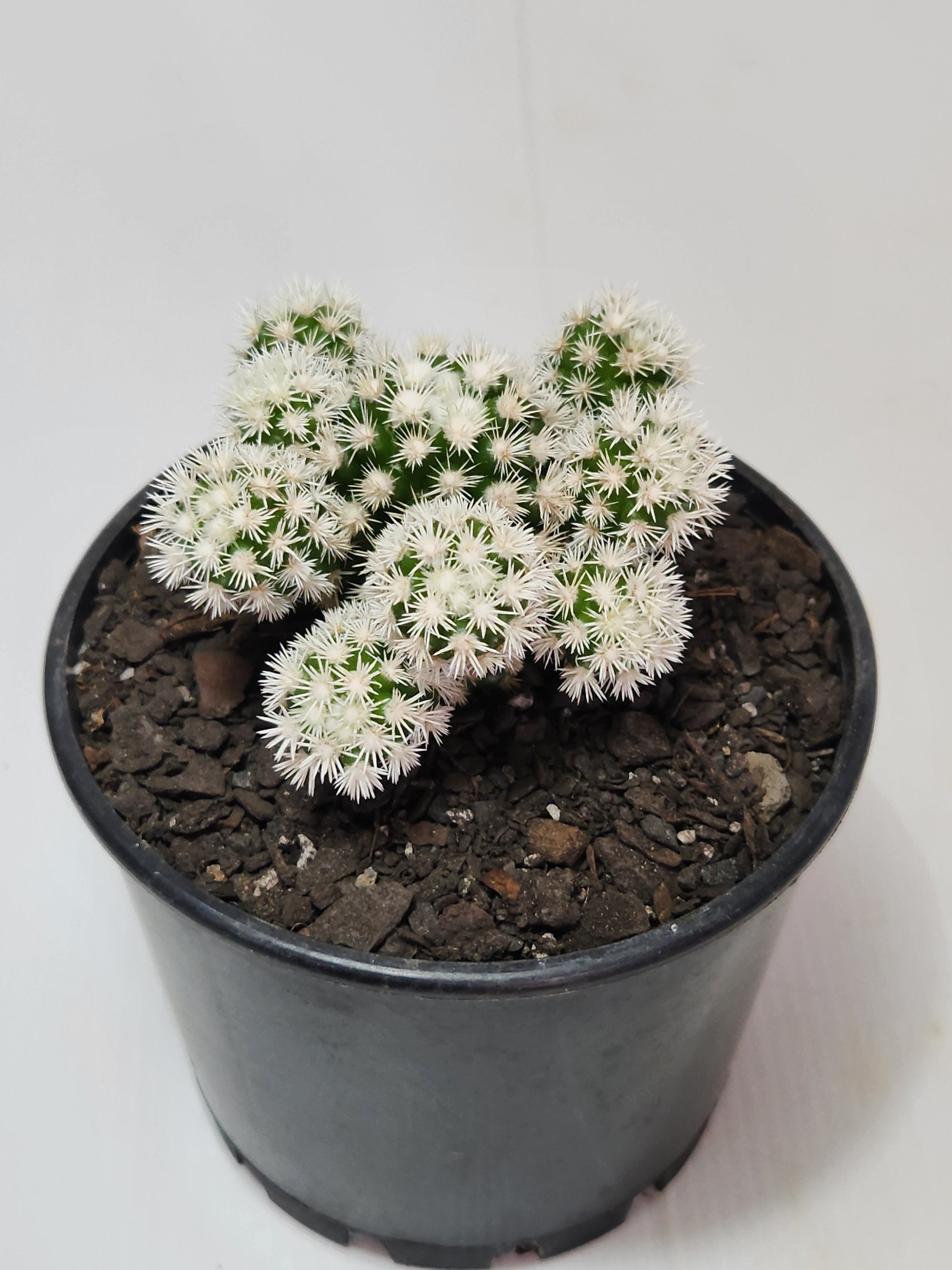 MAMMILLARIA GRACILIS ARIZONIA SNOWCAP