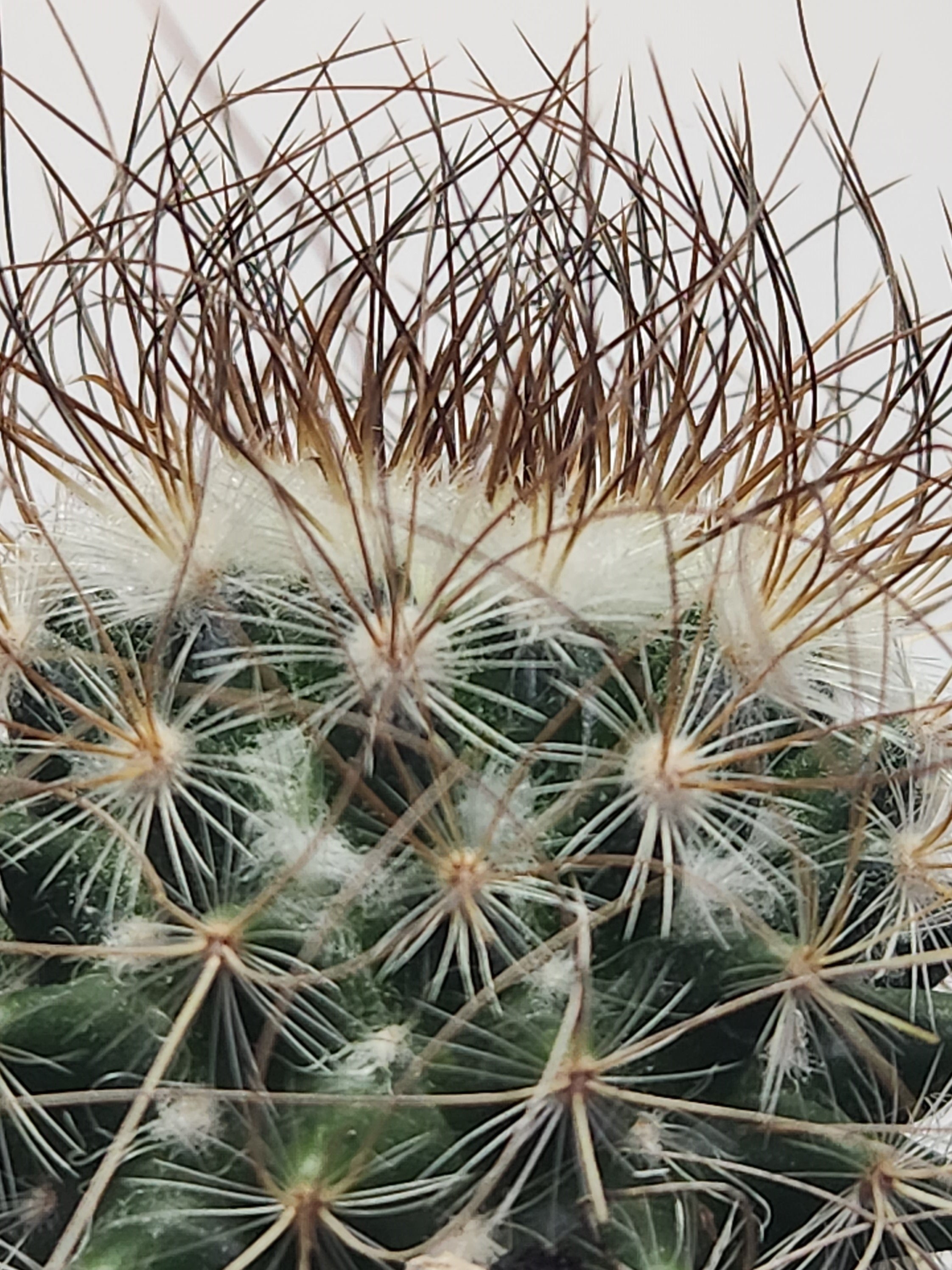 MAMMILLARIA LEPTACANTHA SSP. REKOI
